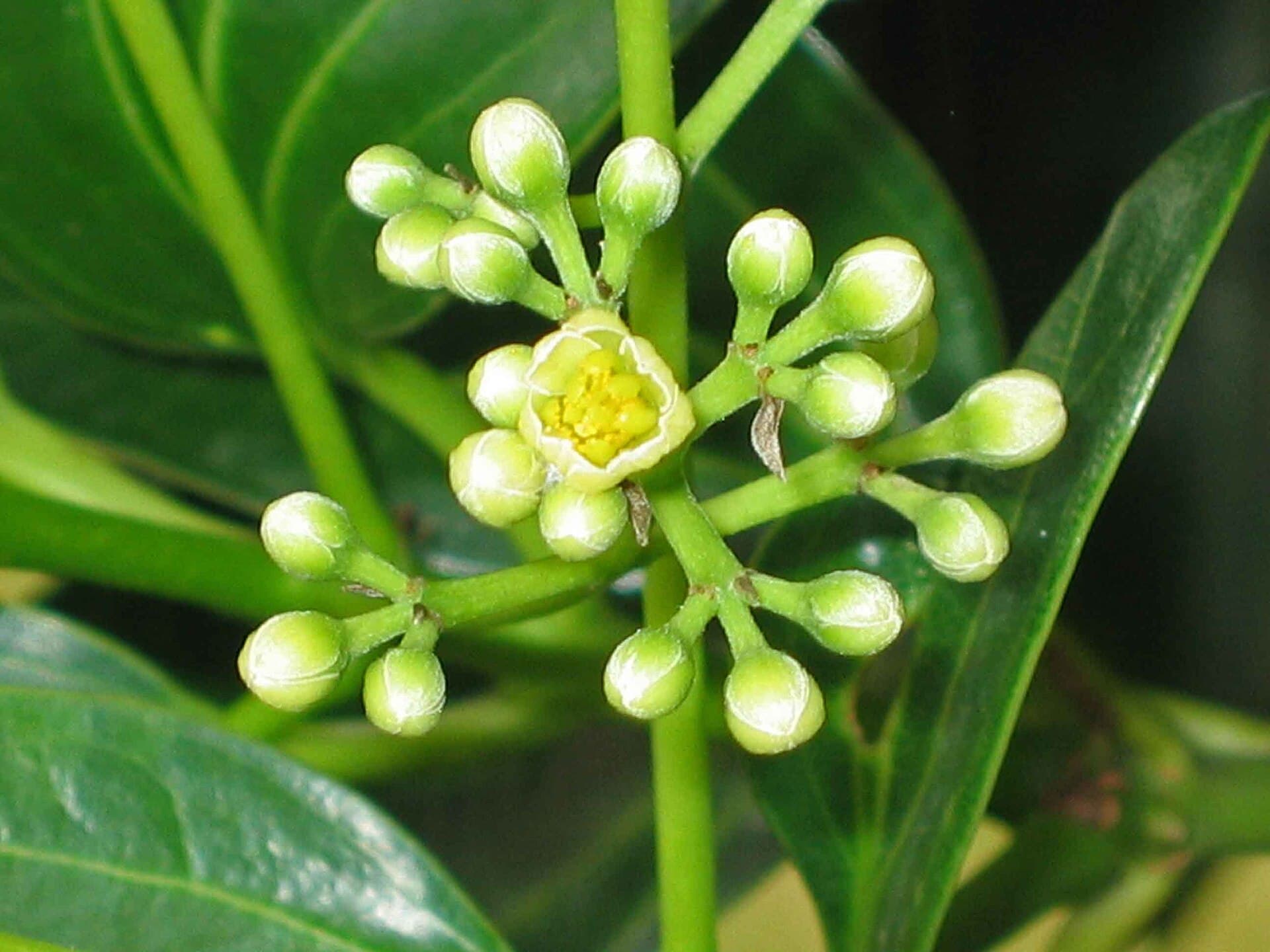 Cassia Cinnamon