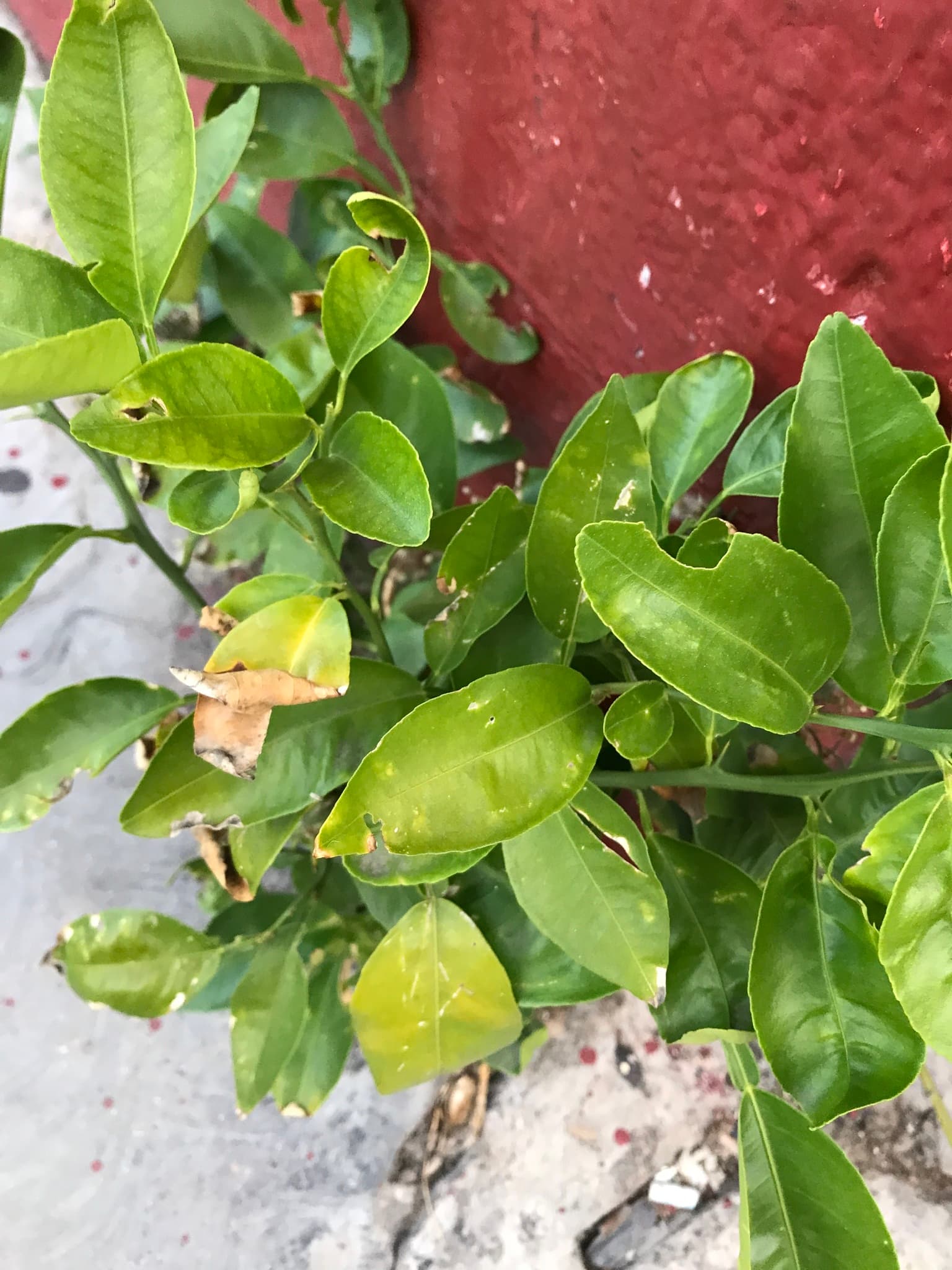 Dried Lime Peel