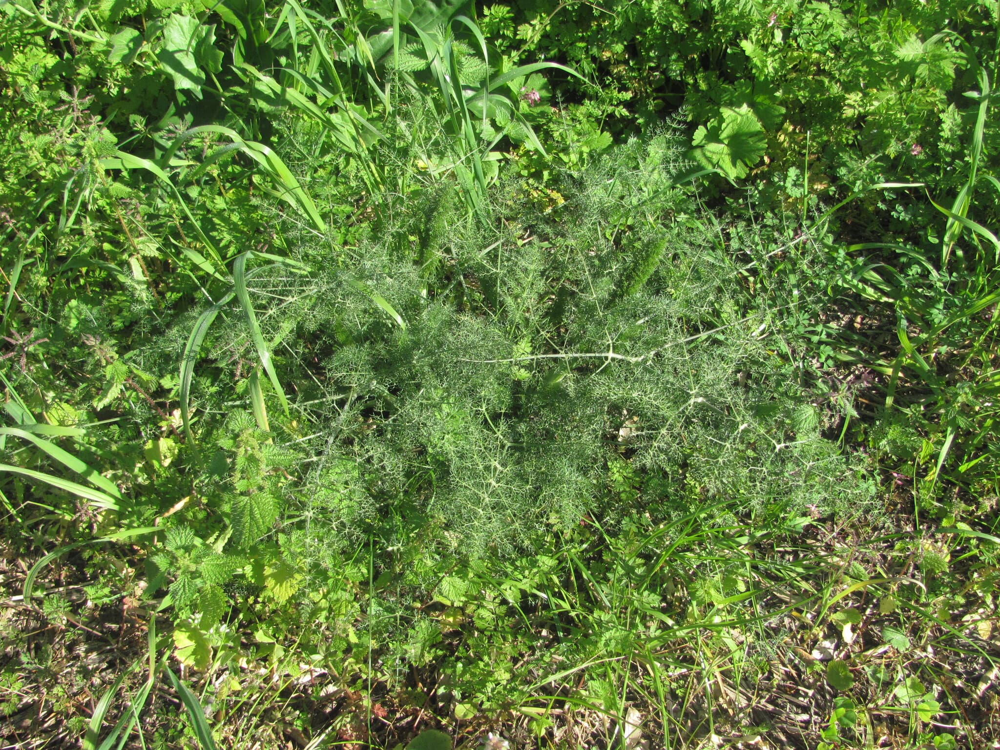 Fennel Seed