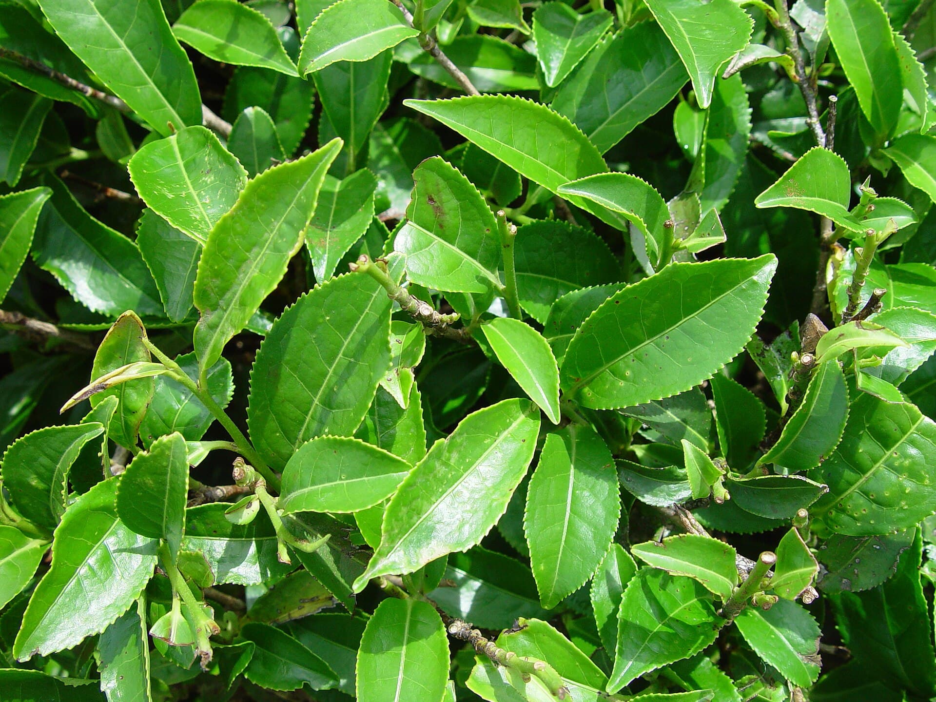 Green Tea