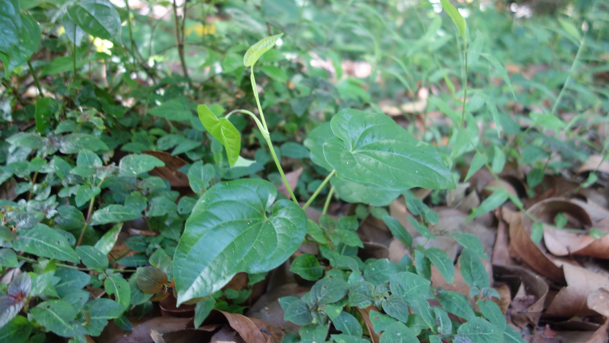 Long Pepper