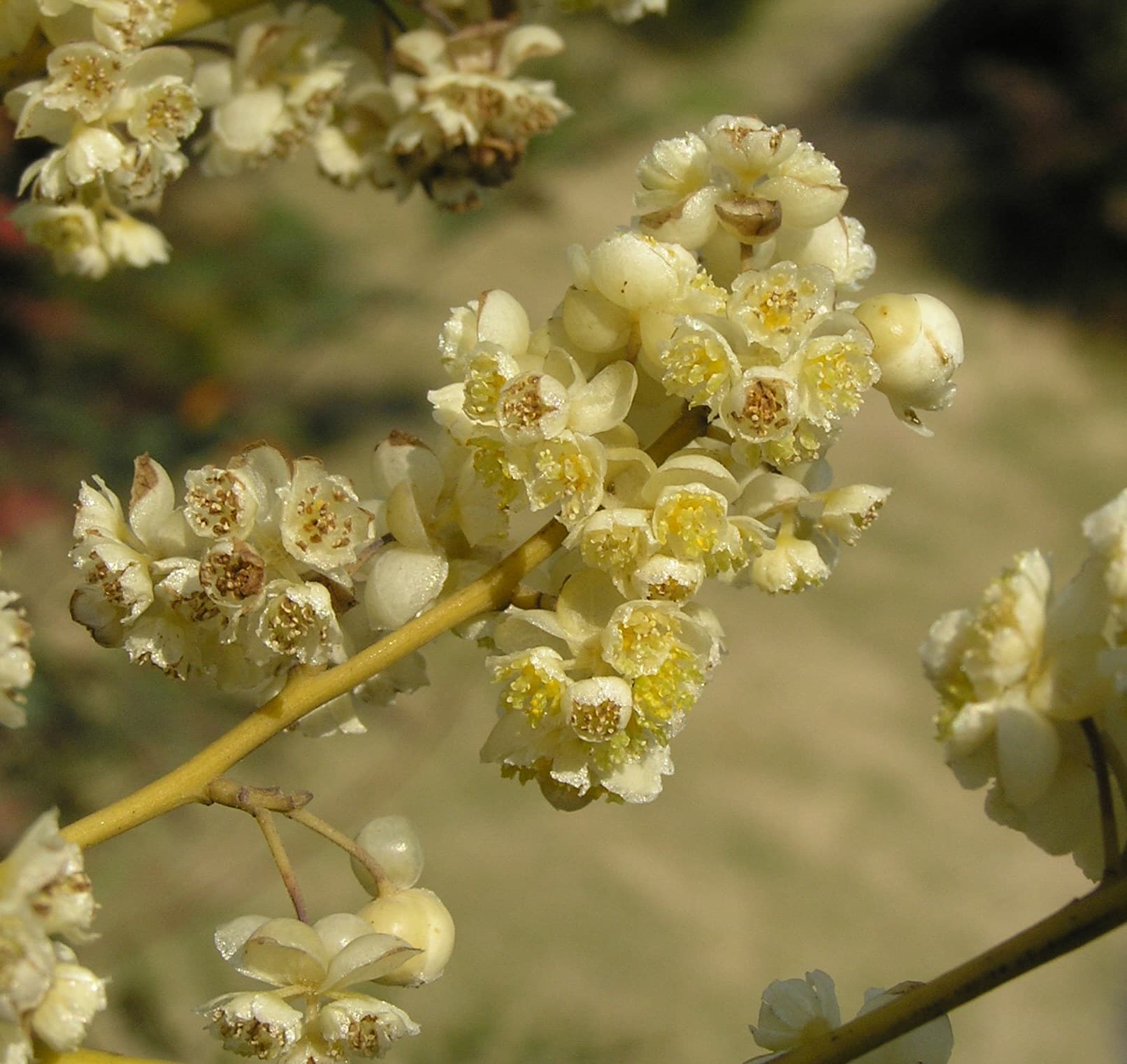 May Chang (Mountain Pepper)
