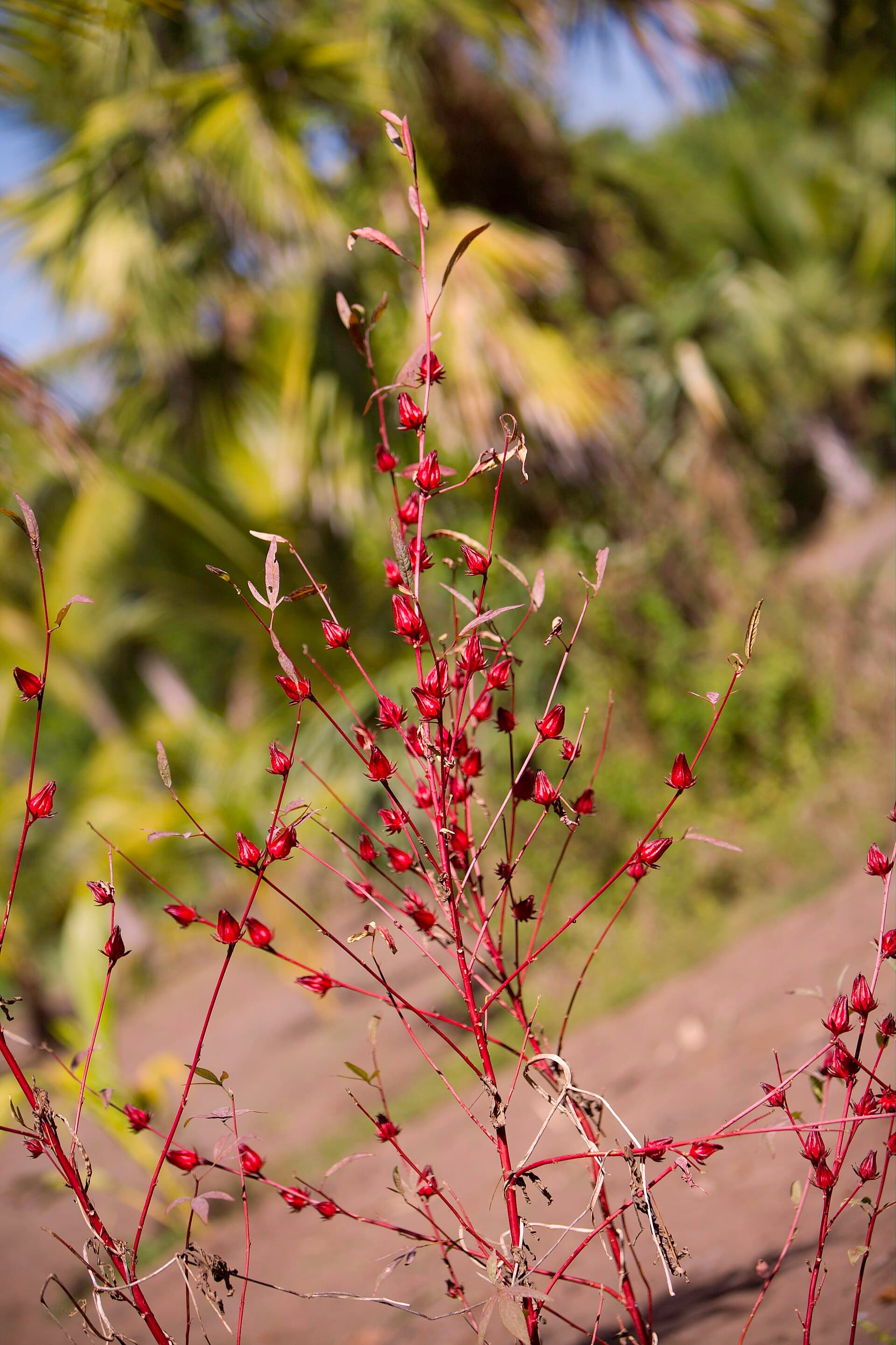 Roselle / Hibiscus