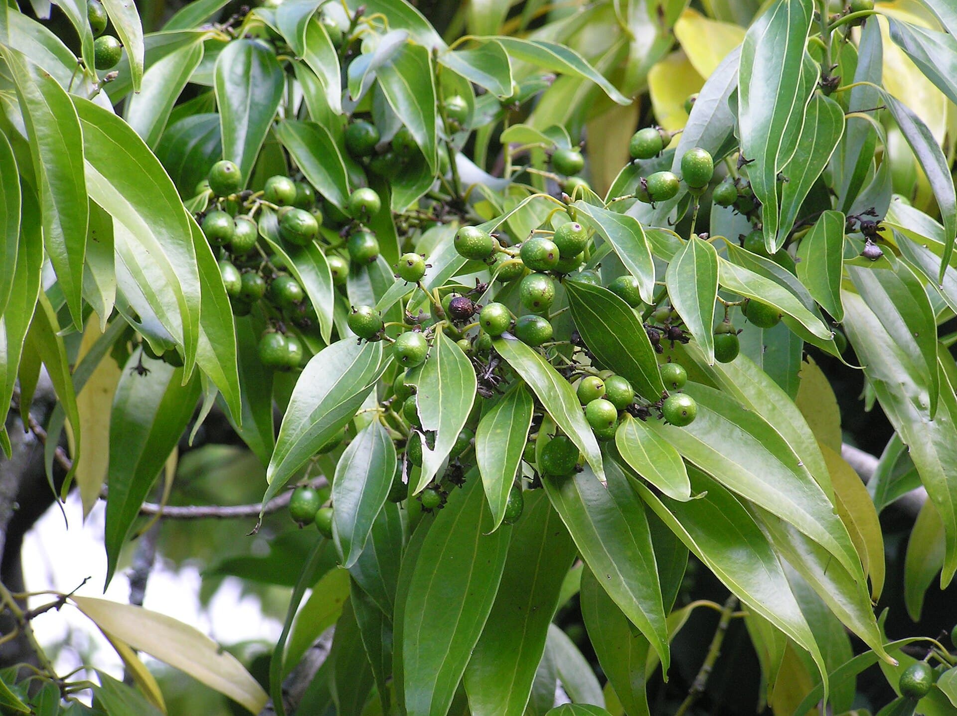 Saigon Cinnamon (Cassia)