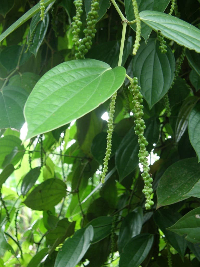 White Pepper