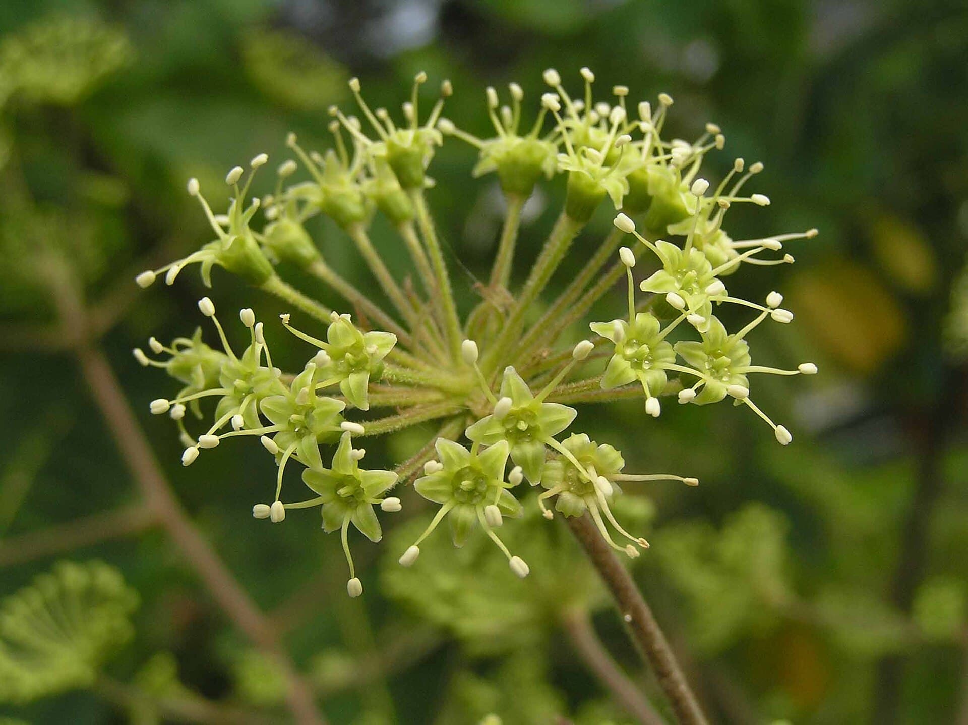 Aralia