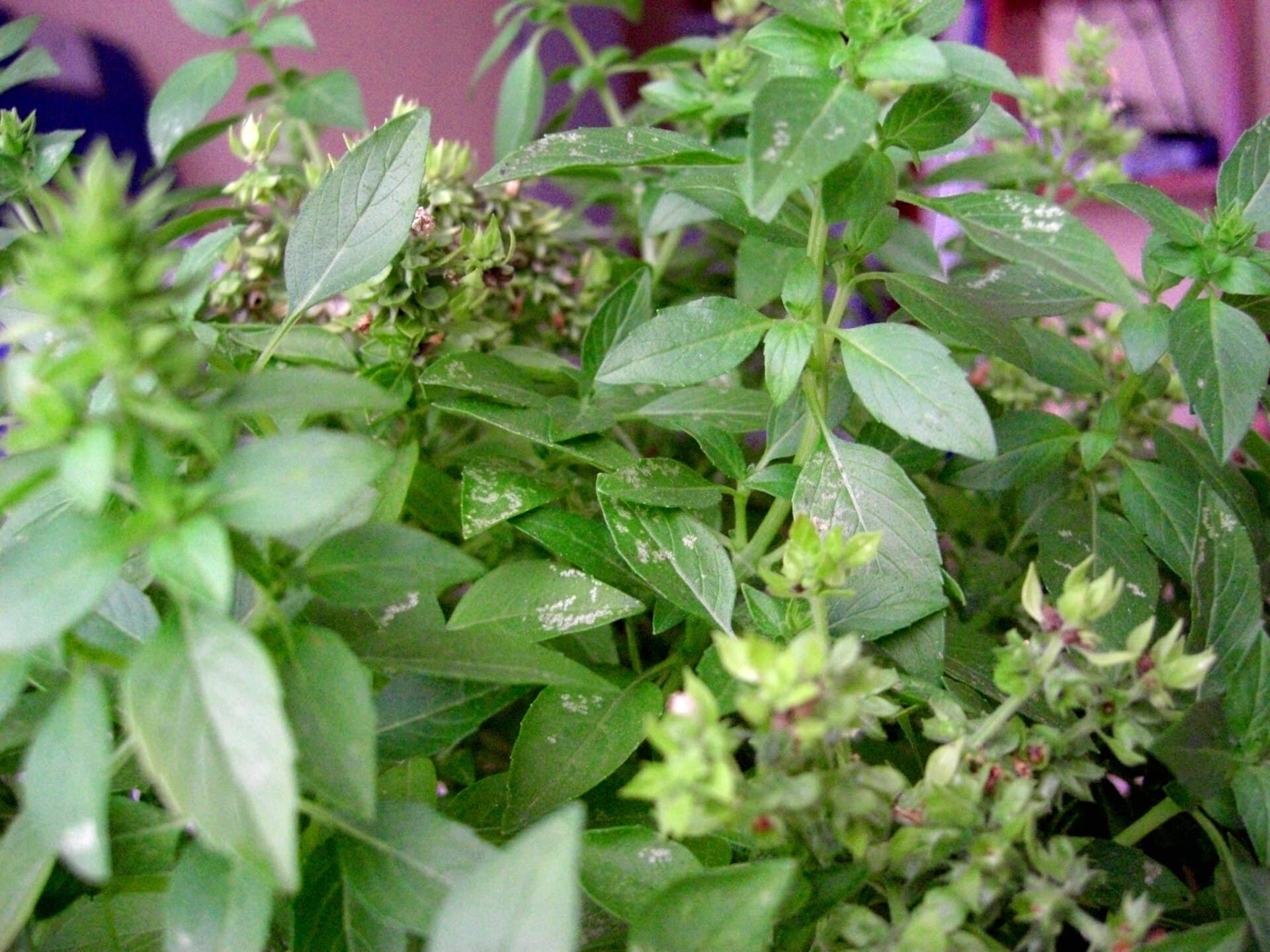 Basil