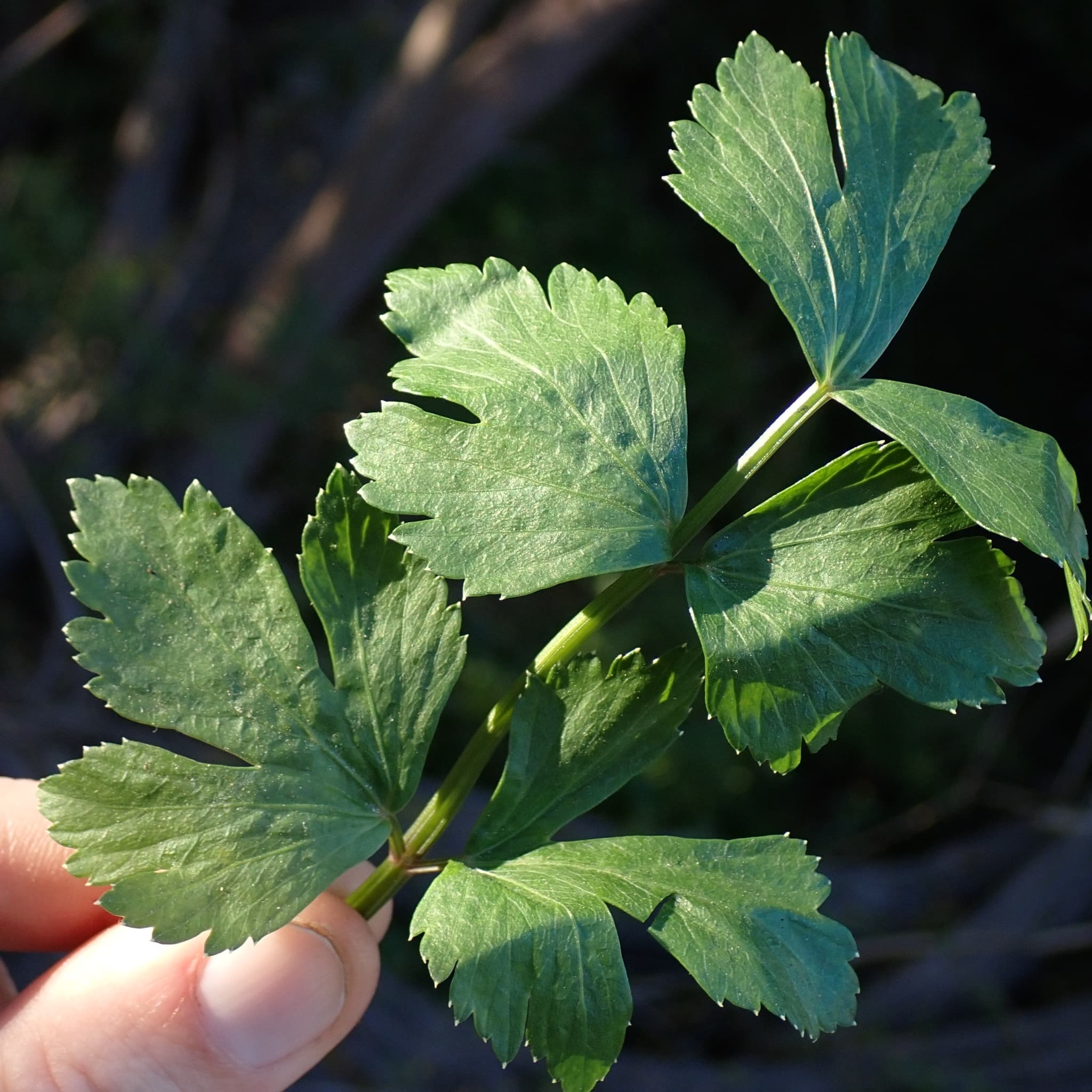 Celery