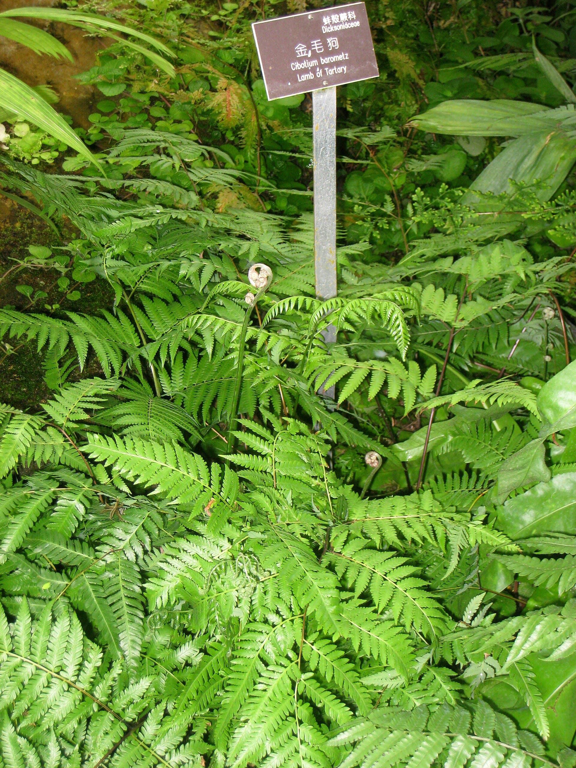 Cibotium
