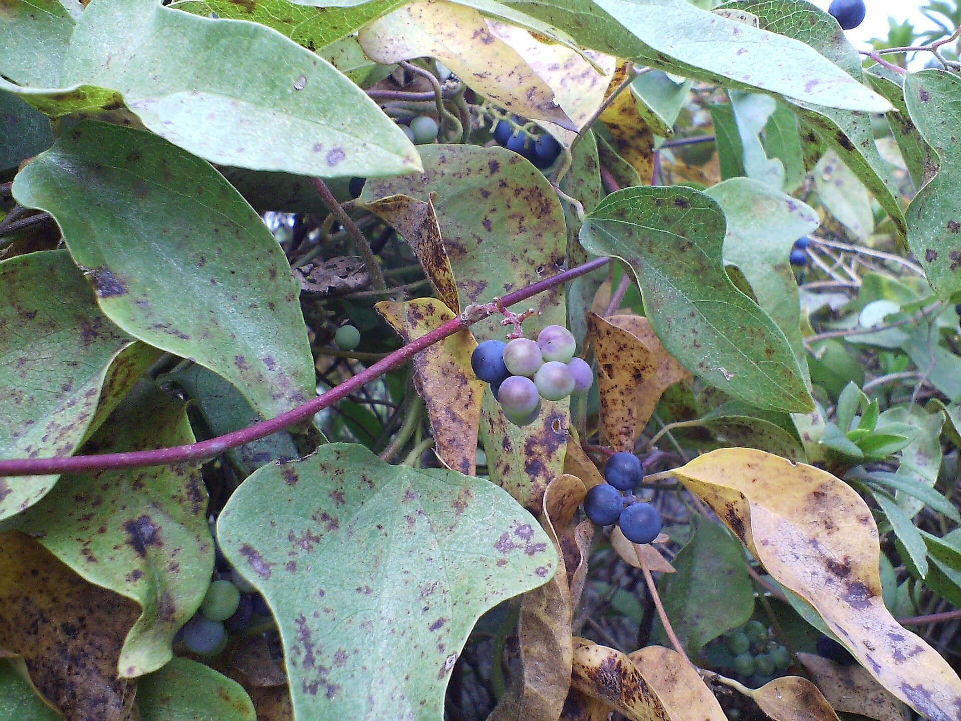 Cocculus