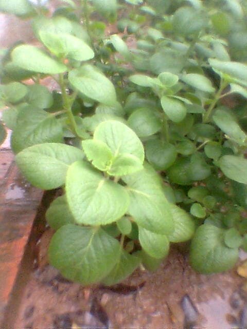 Coleus