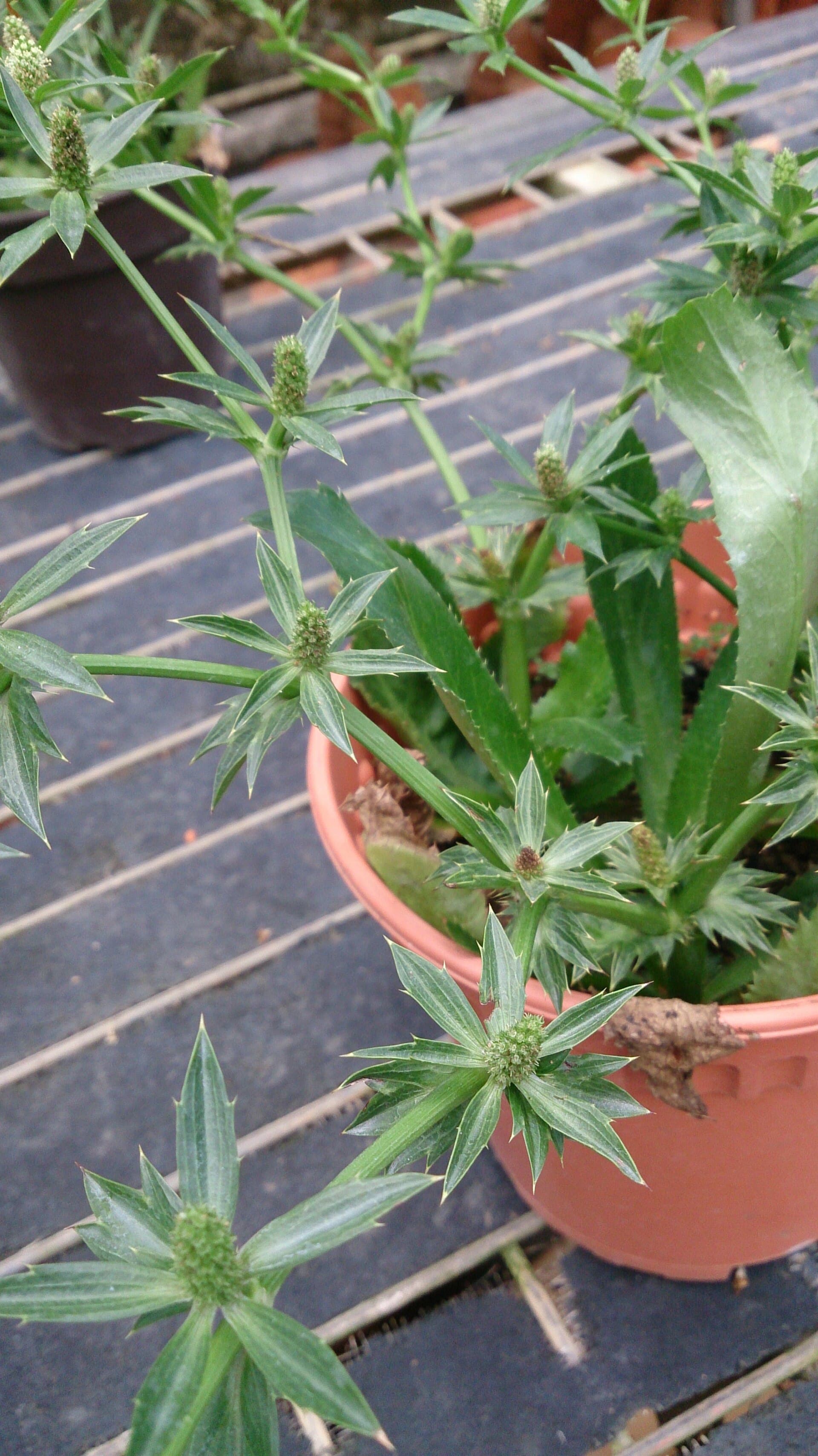 Culantro