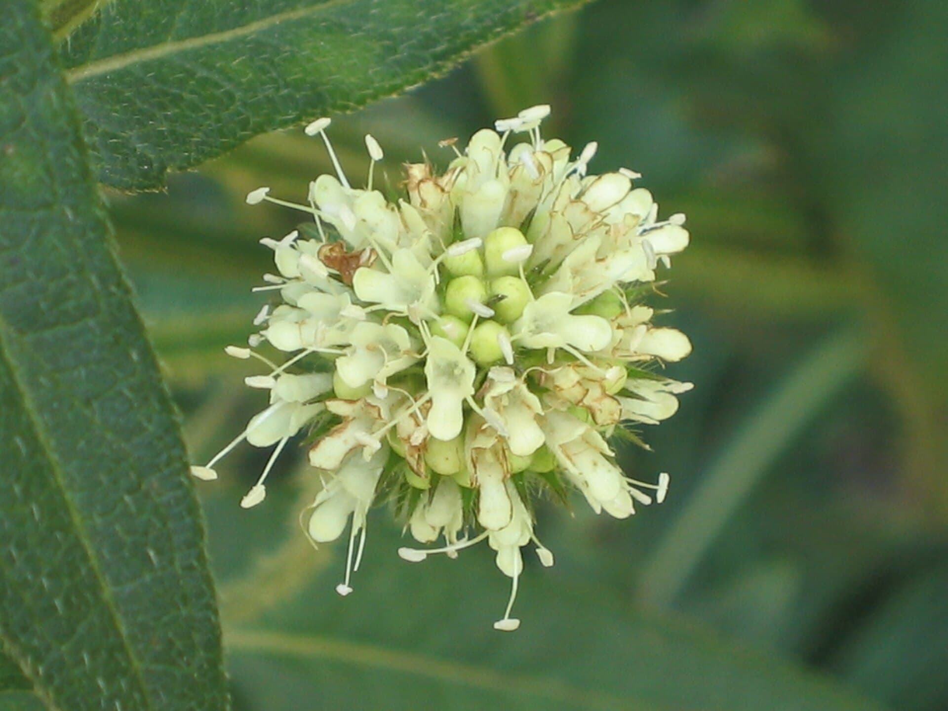 Dipsacus