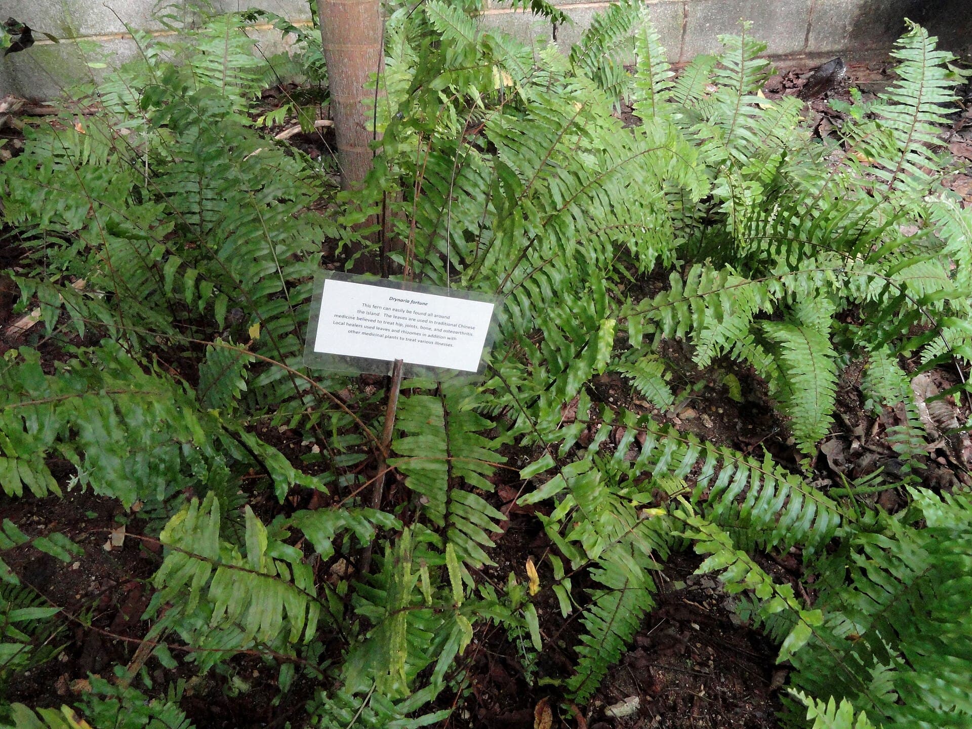 Drynaria