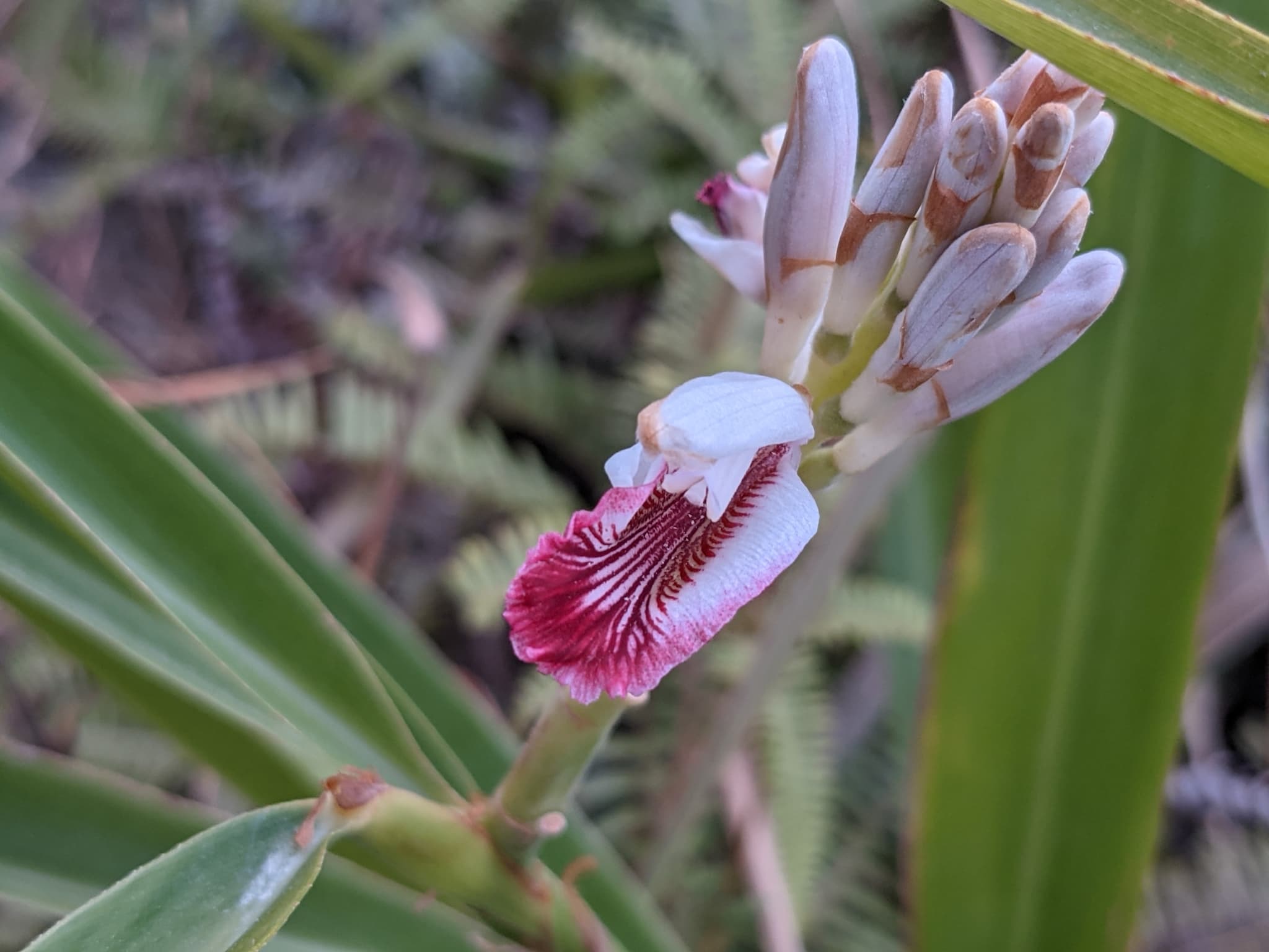 Lesser Galangal