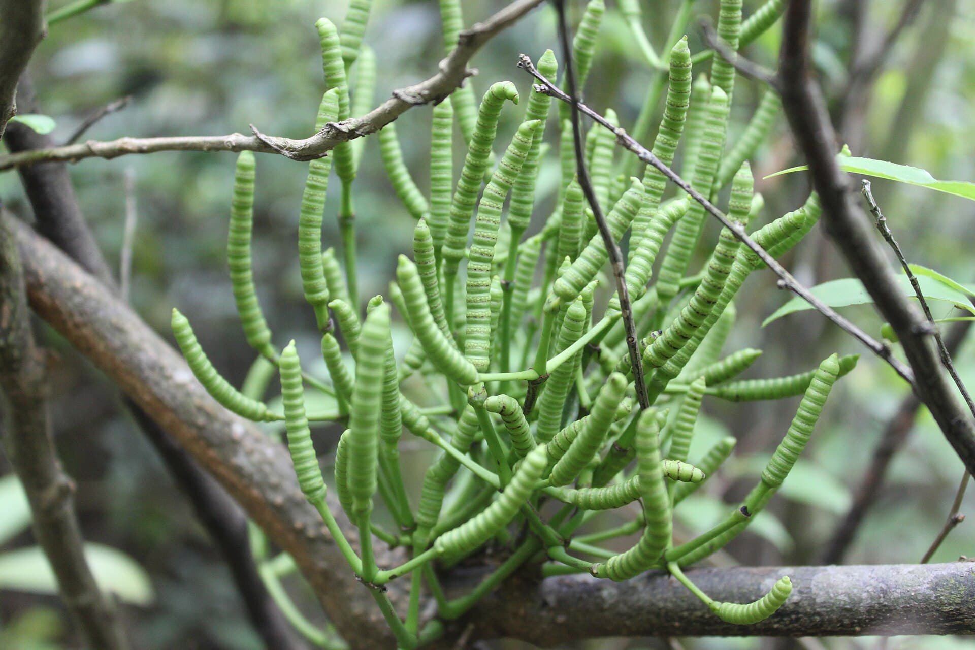Gnetum
