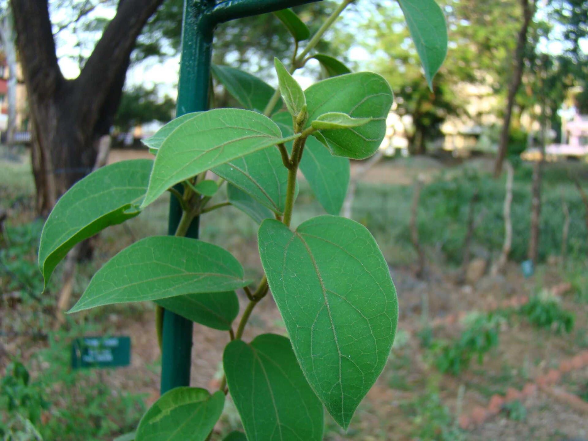 Gymnema