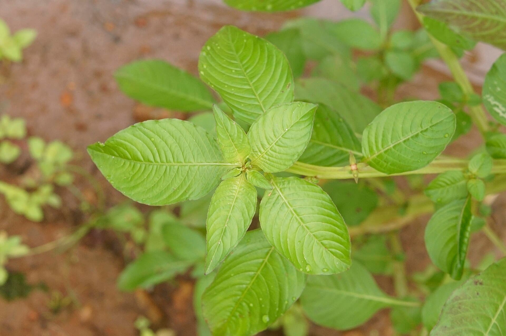Ludwigia