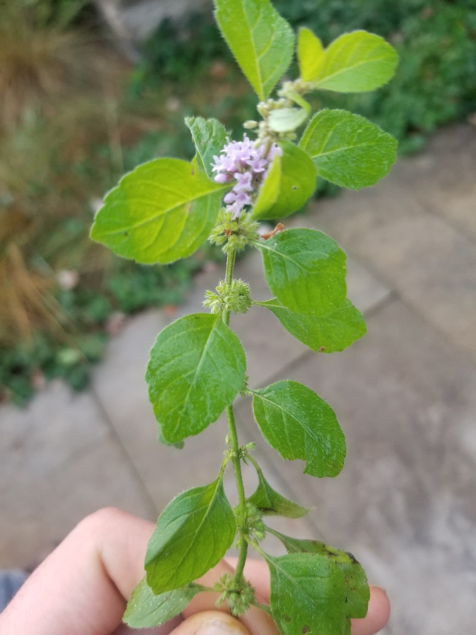 Mint