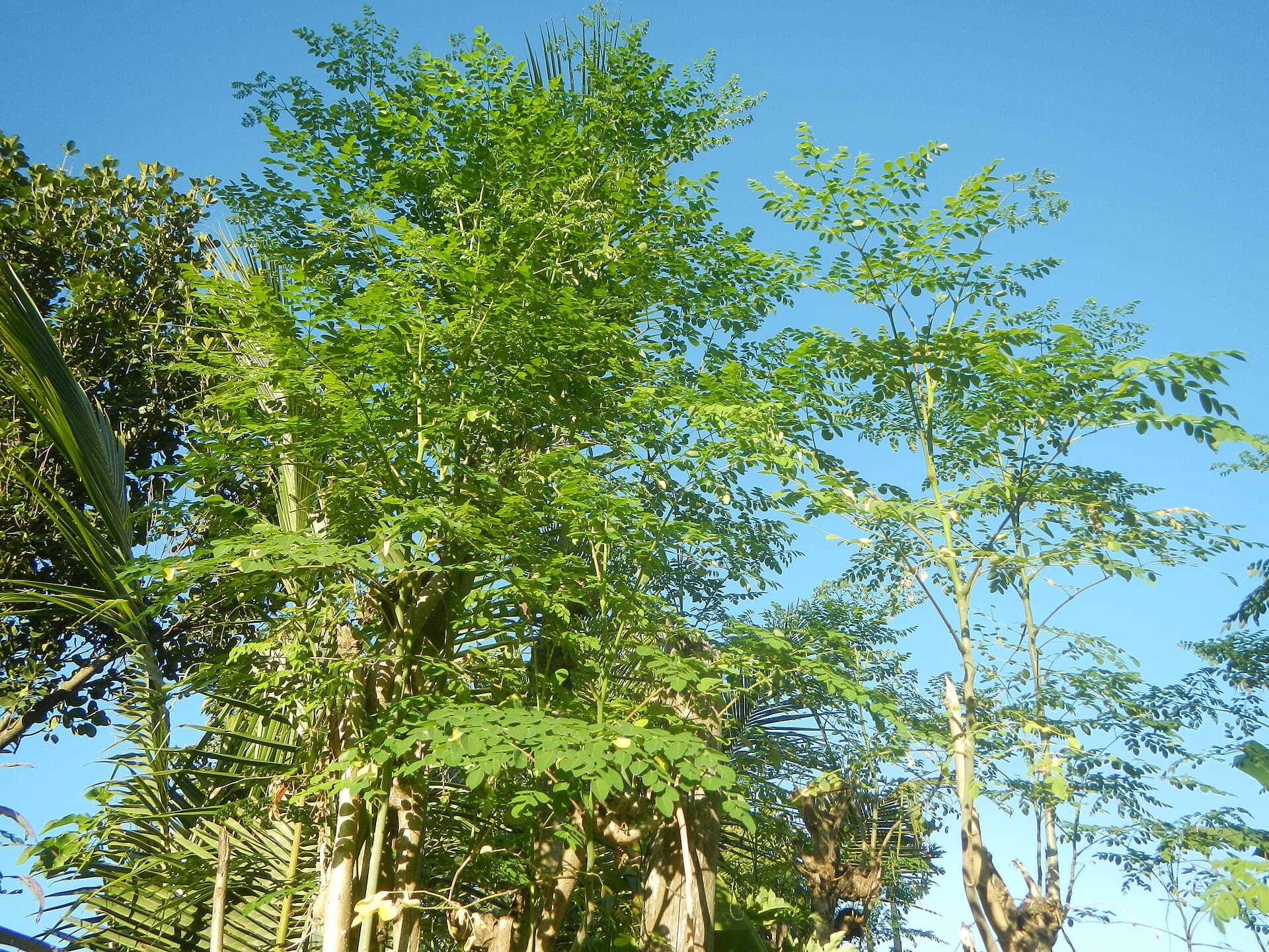 Moringa