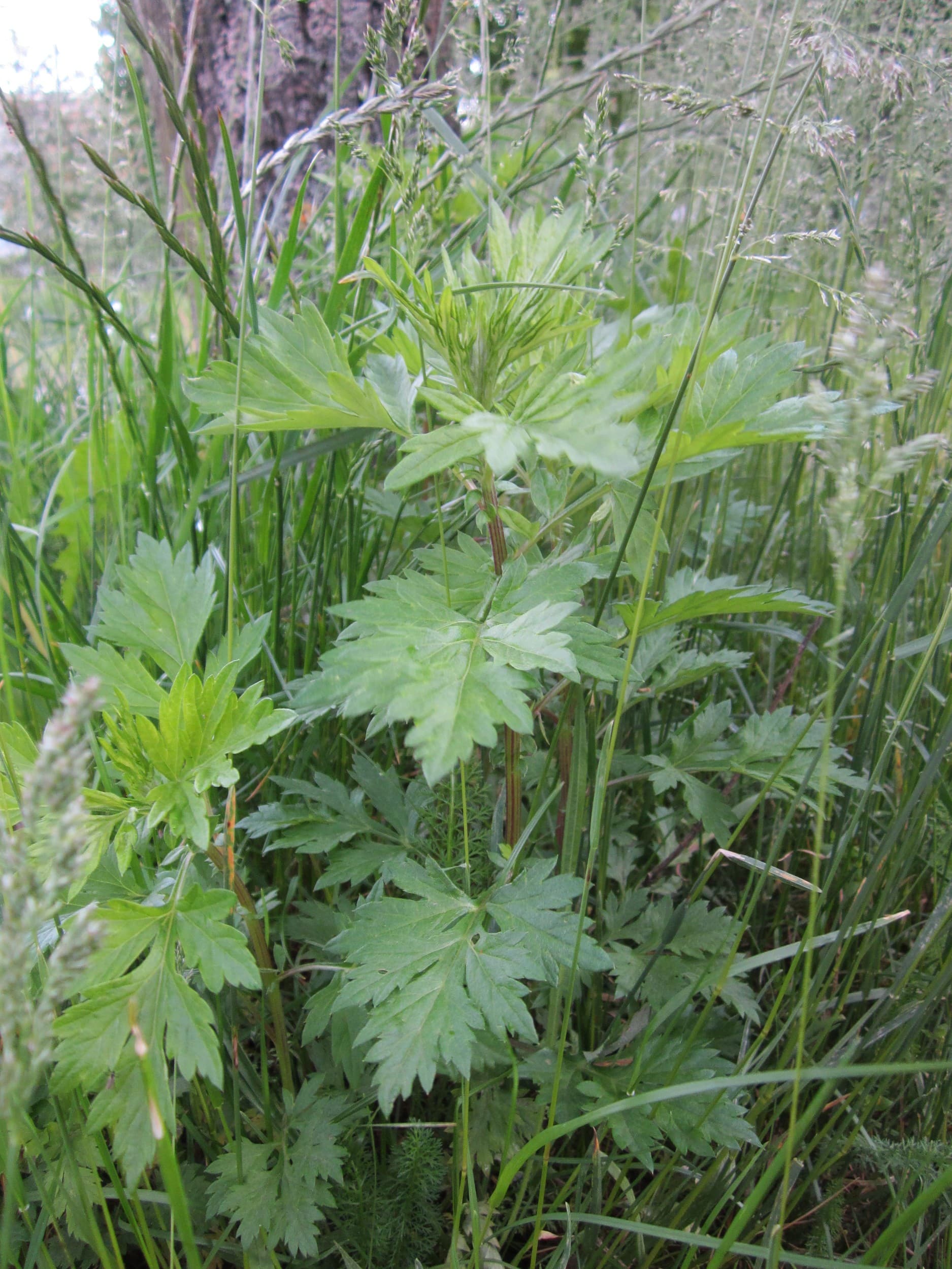 Mugwort