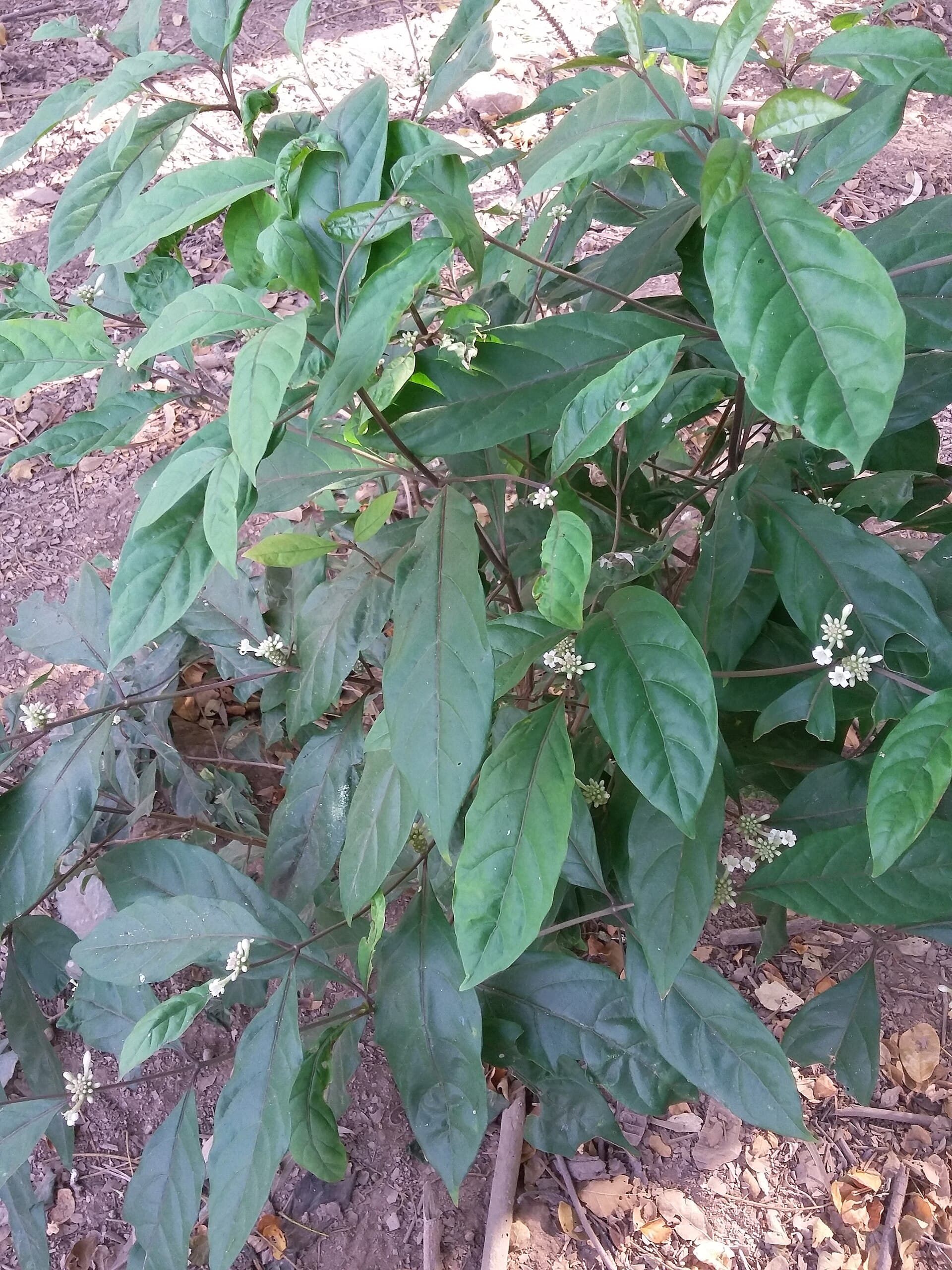 Noni