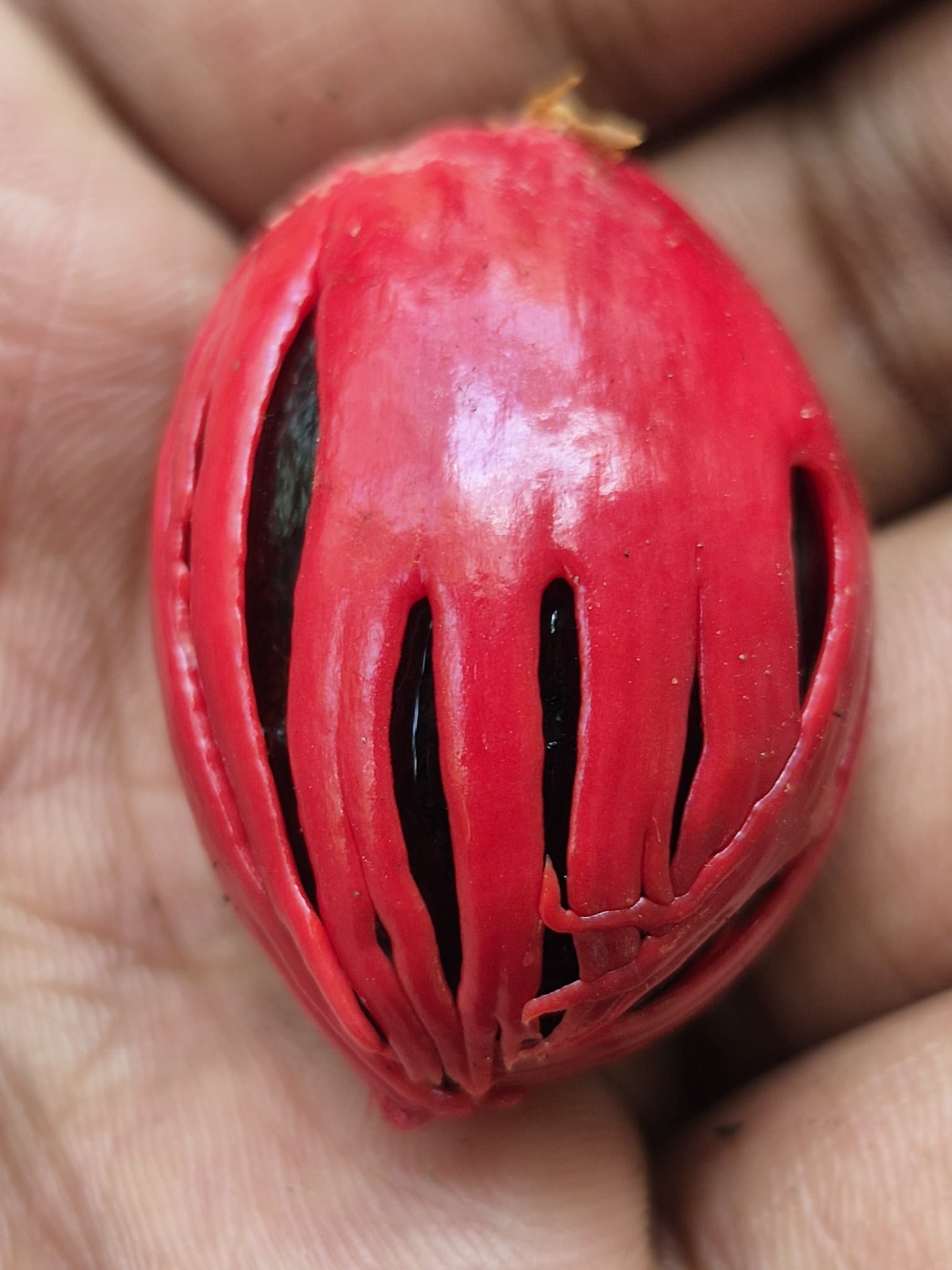 Nutmeg