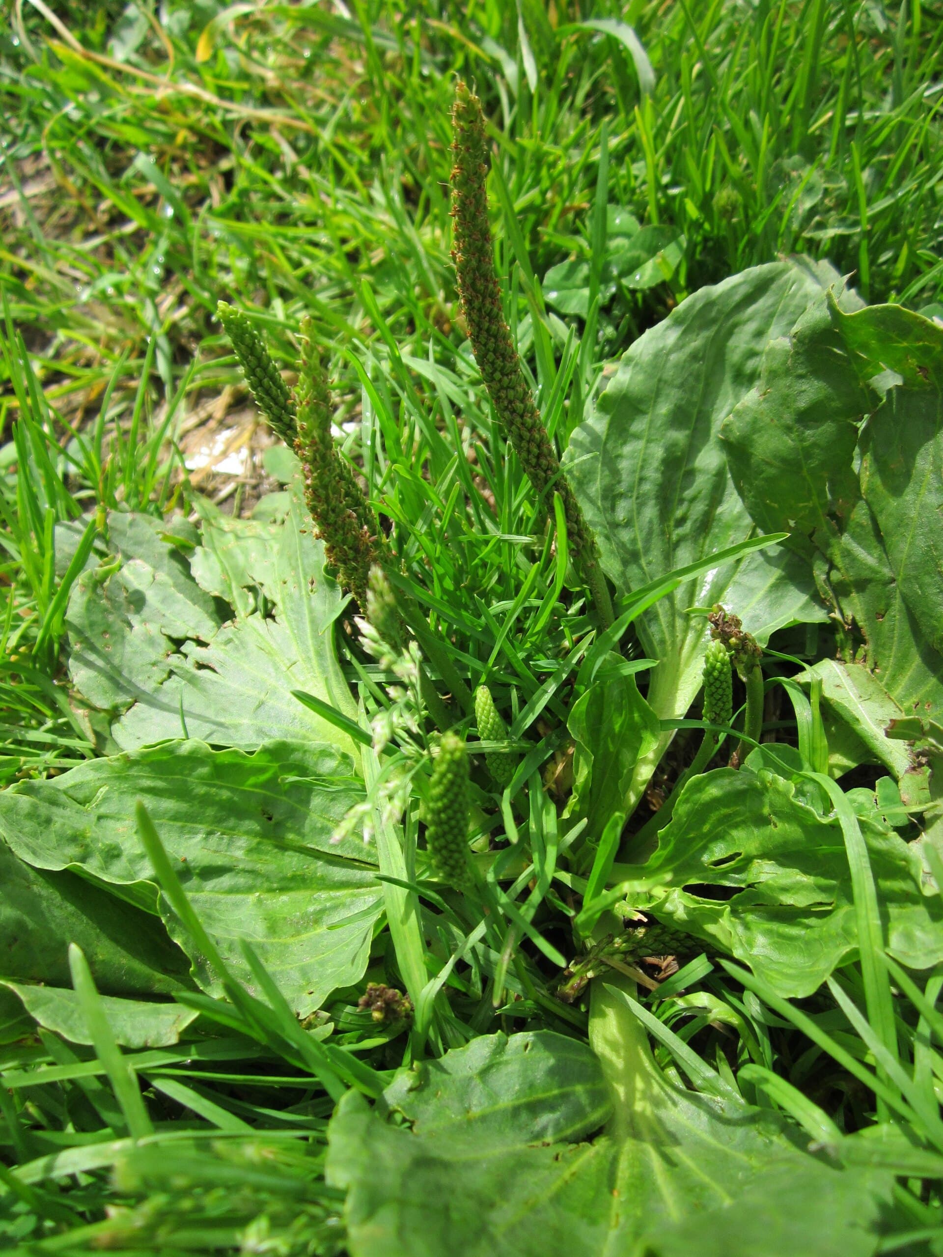 Greater Plantain