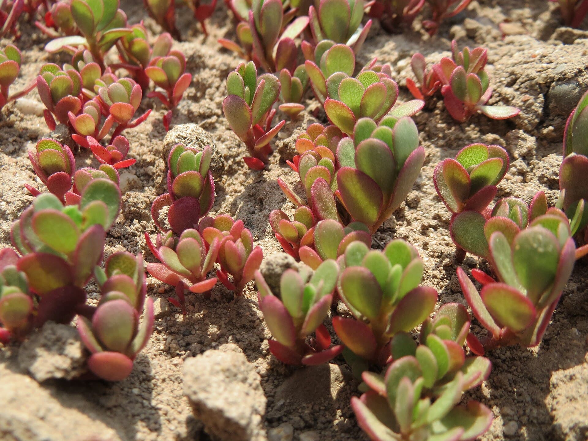 Purslane