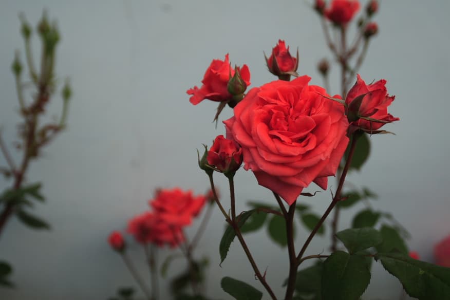 Rose Bud