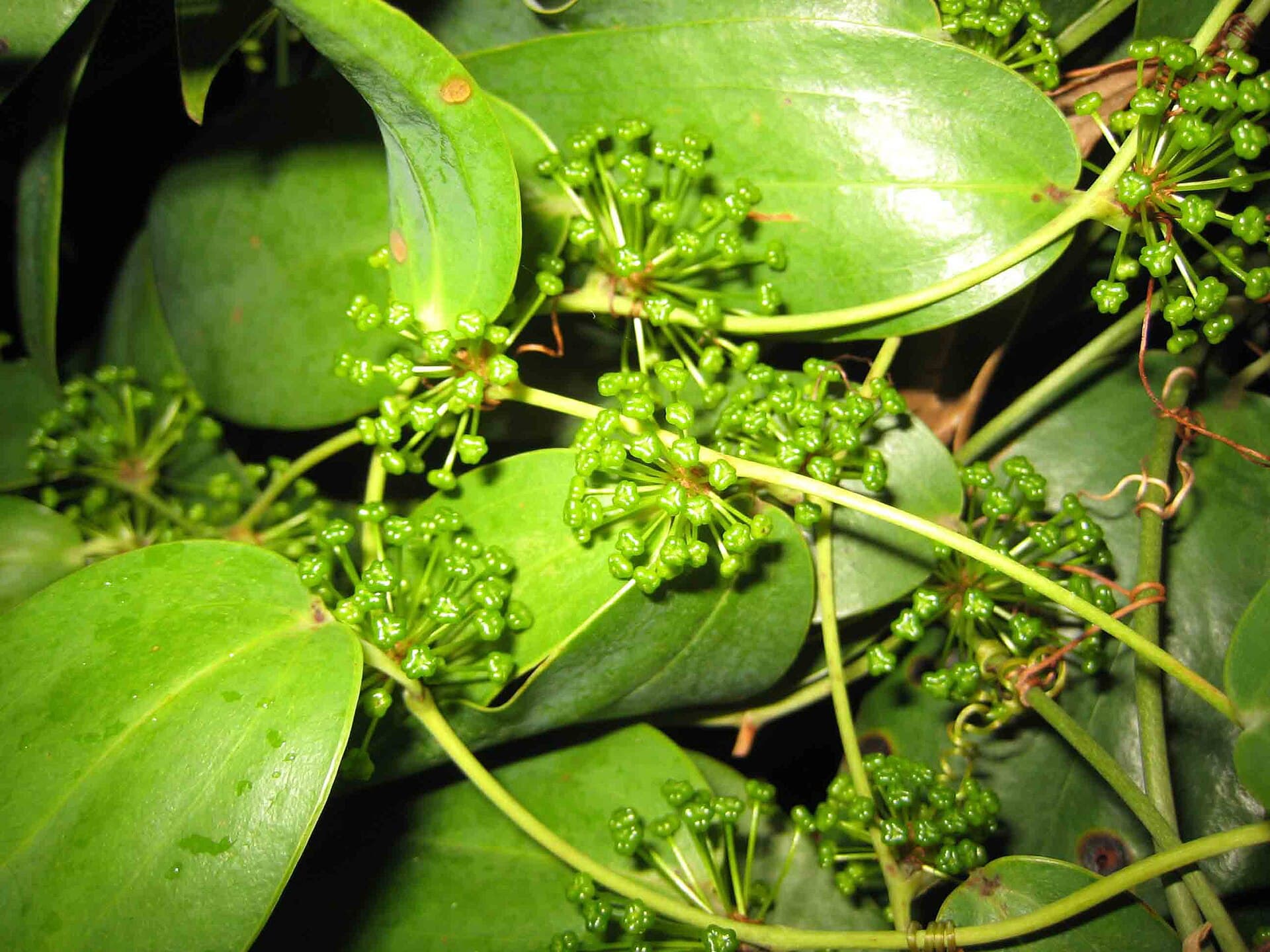 Smilax