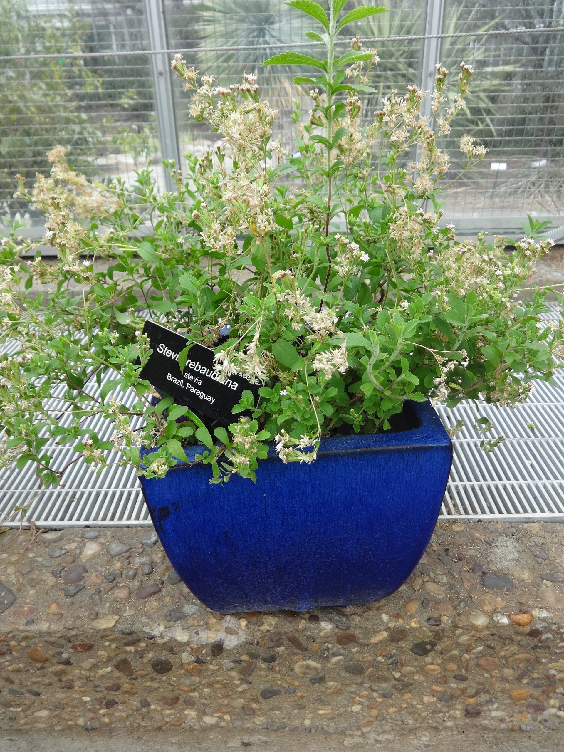 Stevia