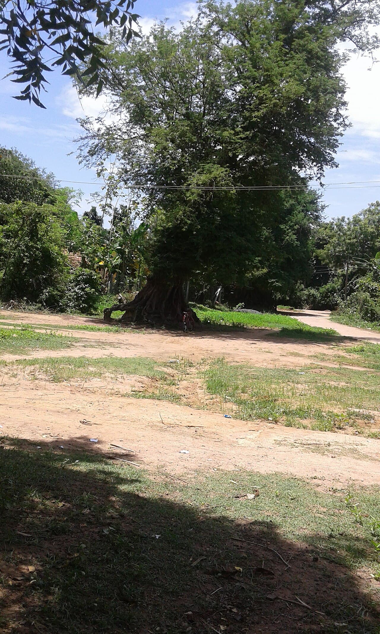 Tamarind