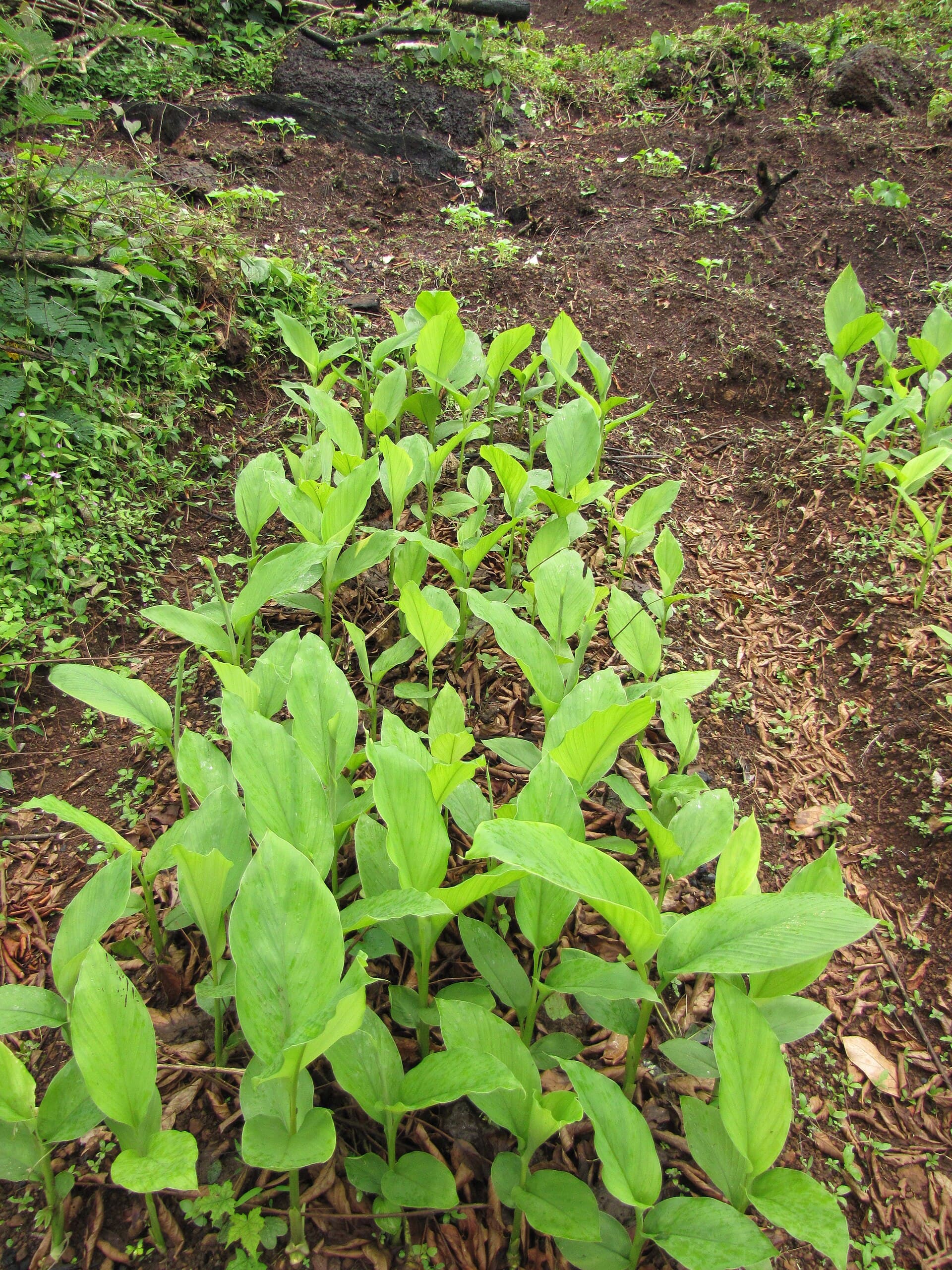 Turmeric