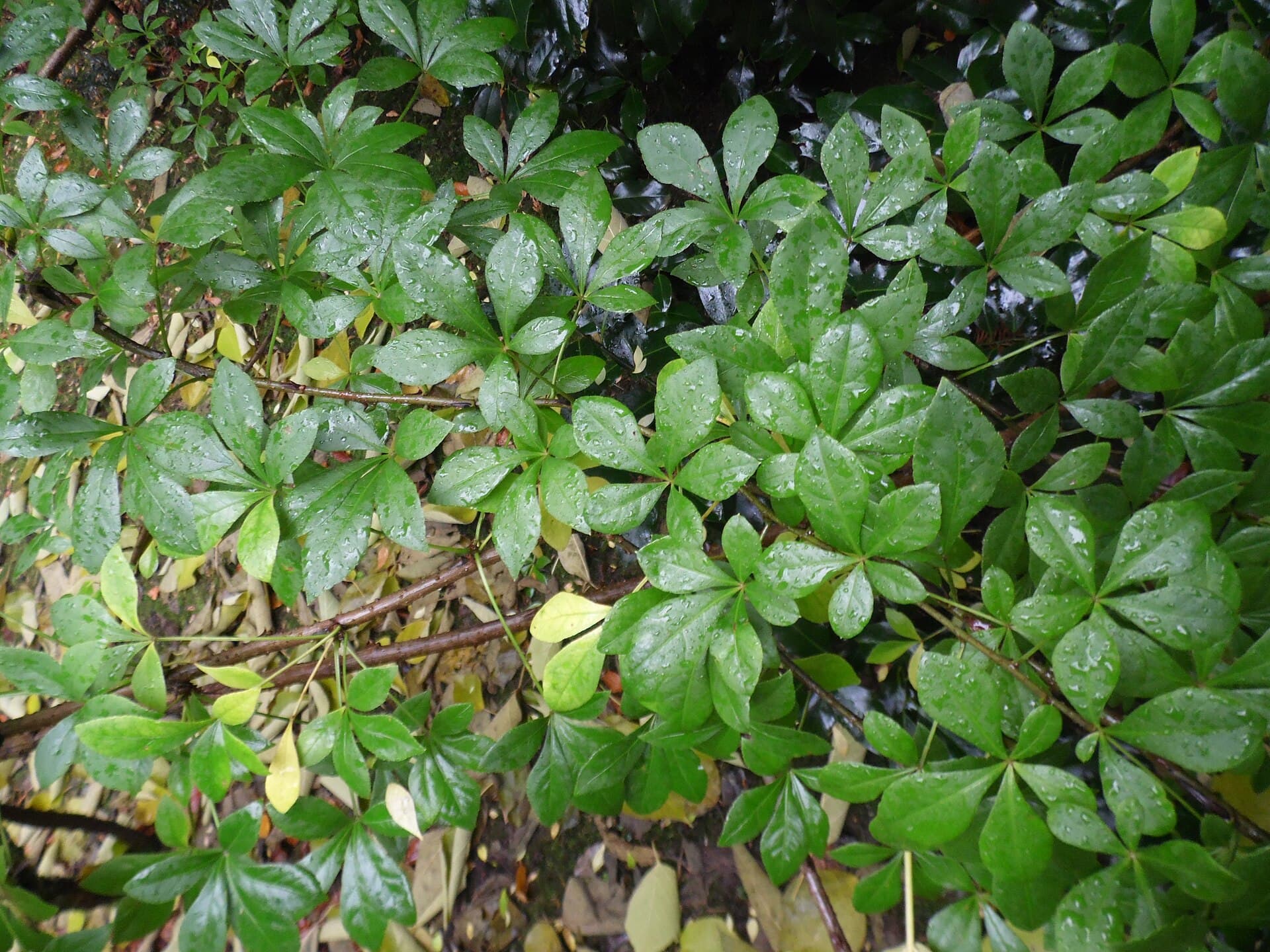 Acanthopanax (Eleutherococcus gracilistylus) plant