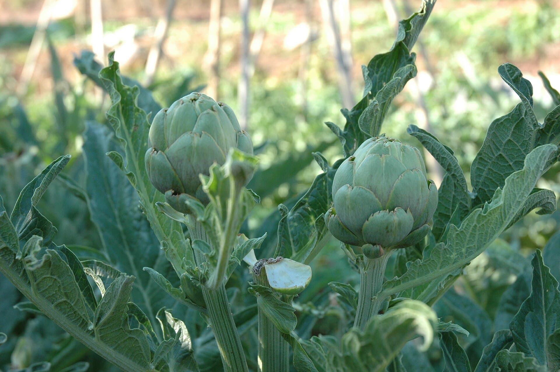 Artichoke Leaf (Cynara scolymus) plant