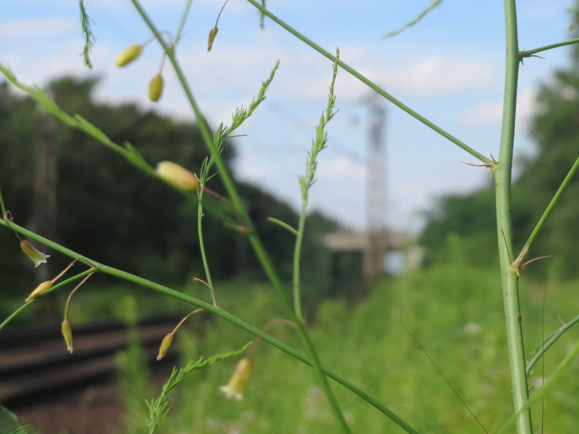 Asparagus Powder (Asparagus officinalis) plant