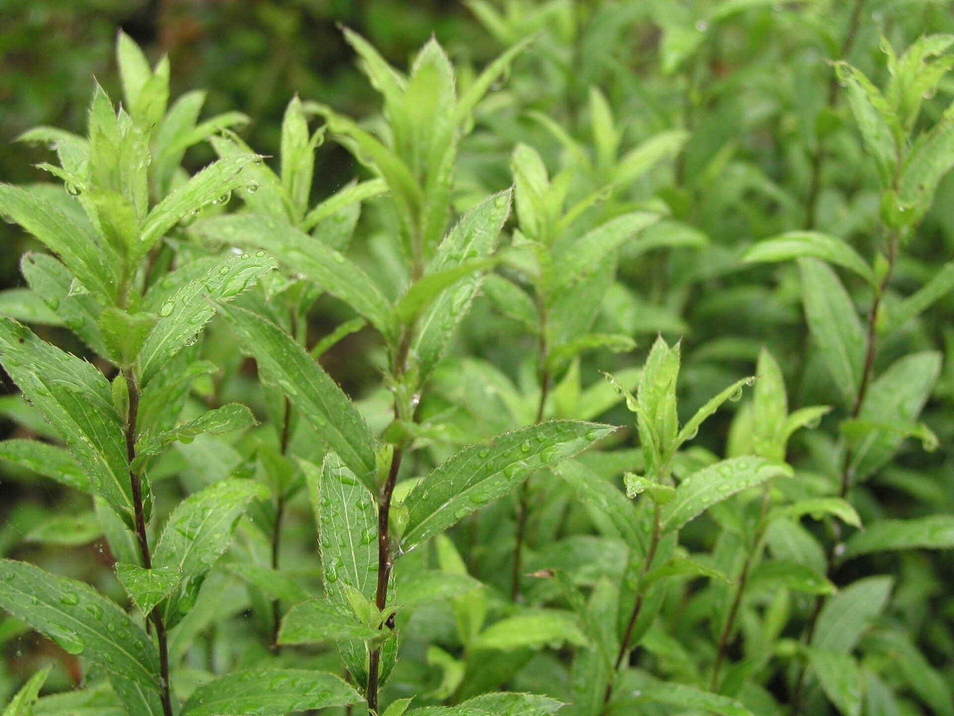 Atractylodes lancea (Atractylodes lancea) plant
