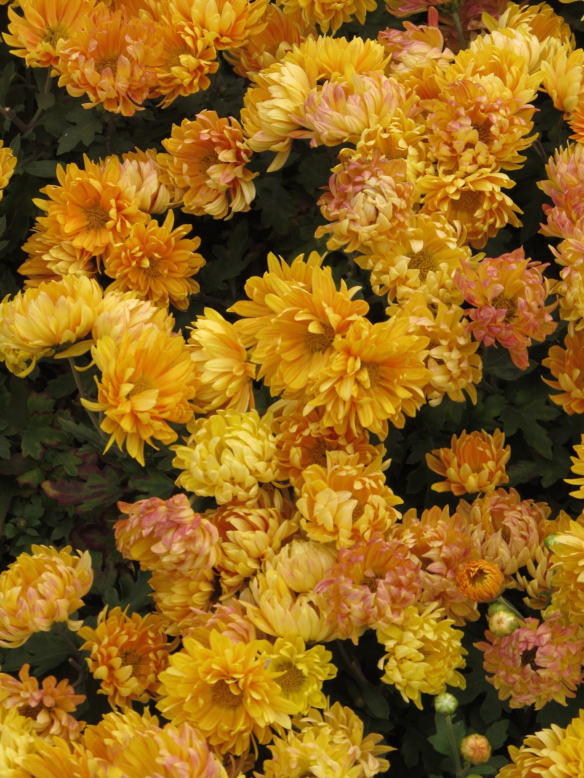 Baby Chrysanthemum (Chrysanthemum indicum) plant