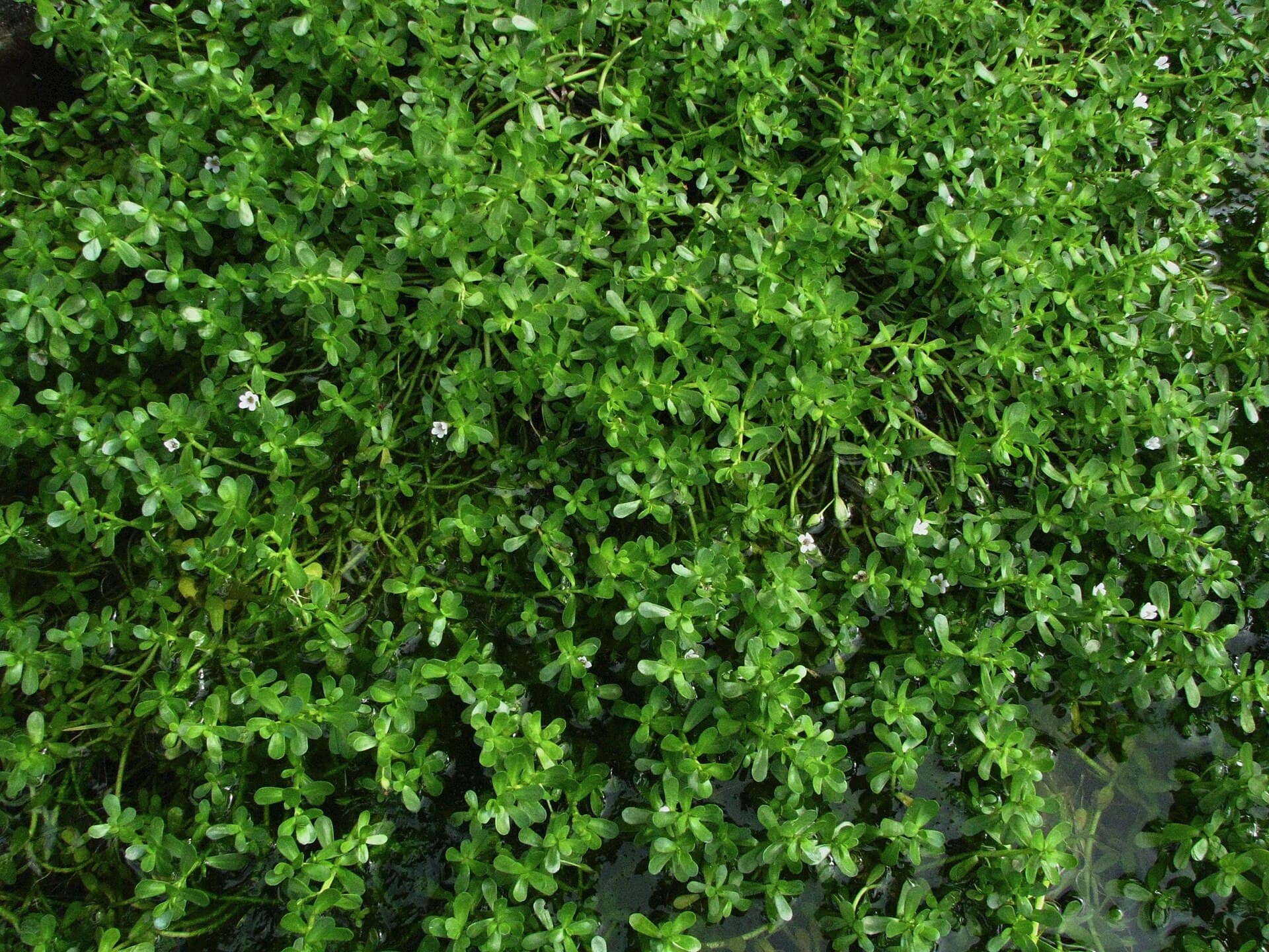 Bacopa (Brahmi) (Bacopa monnieri) plant