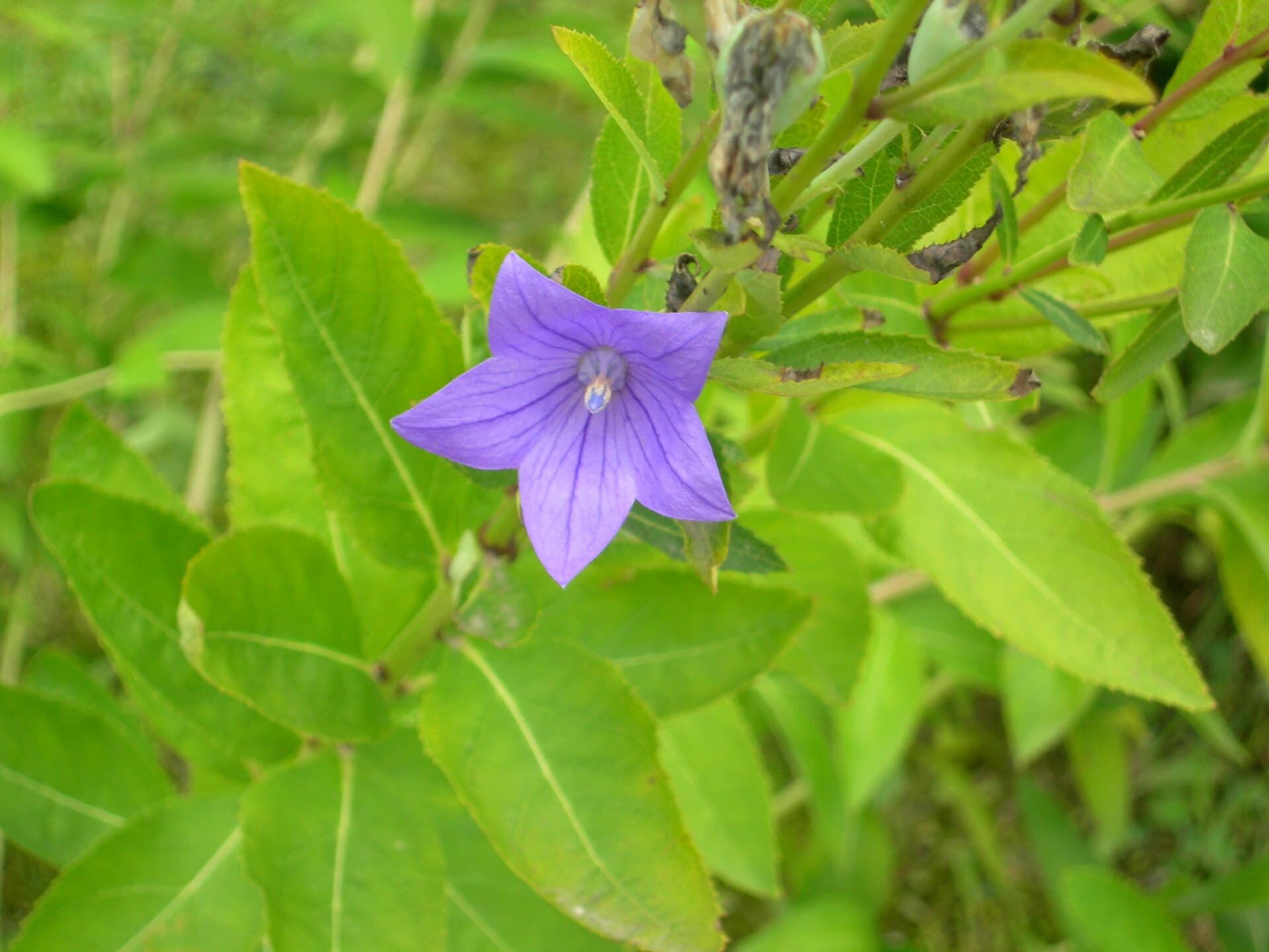 Balloon Flower (Platycodon grandiflorus) plant