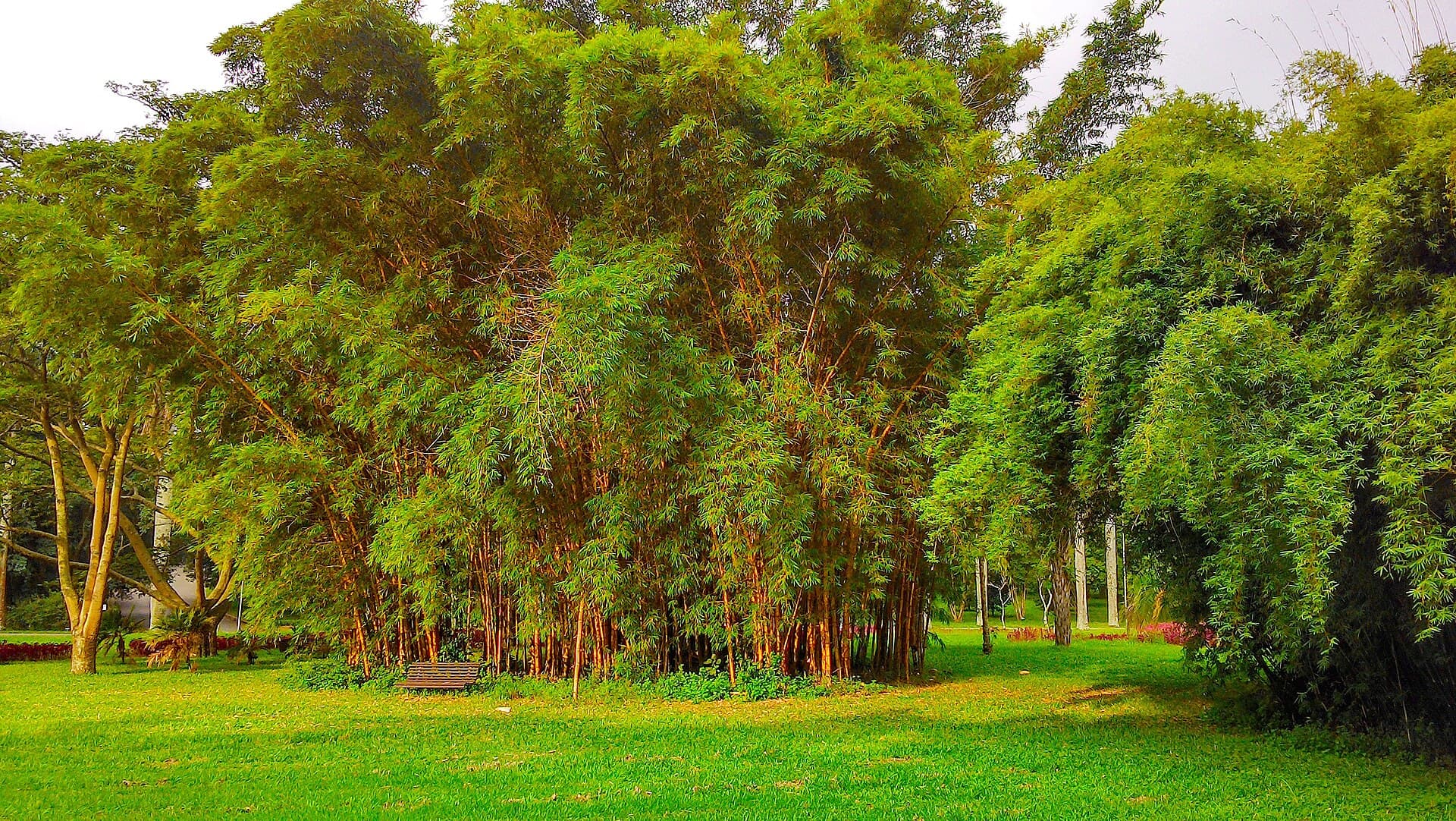 Bamboo Leaf Powder (Bambusa vulgaris) plant