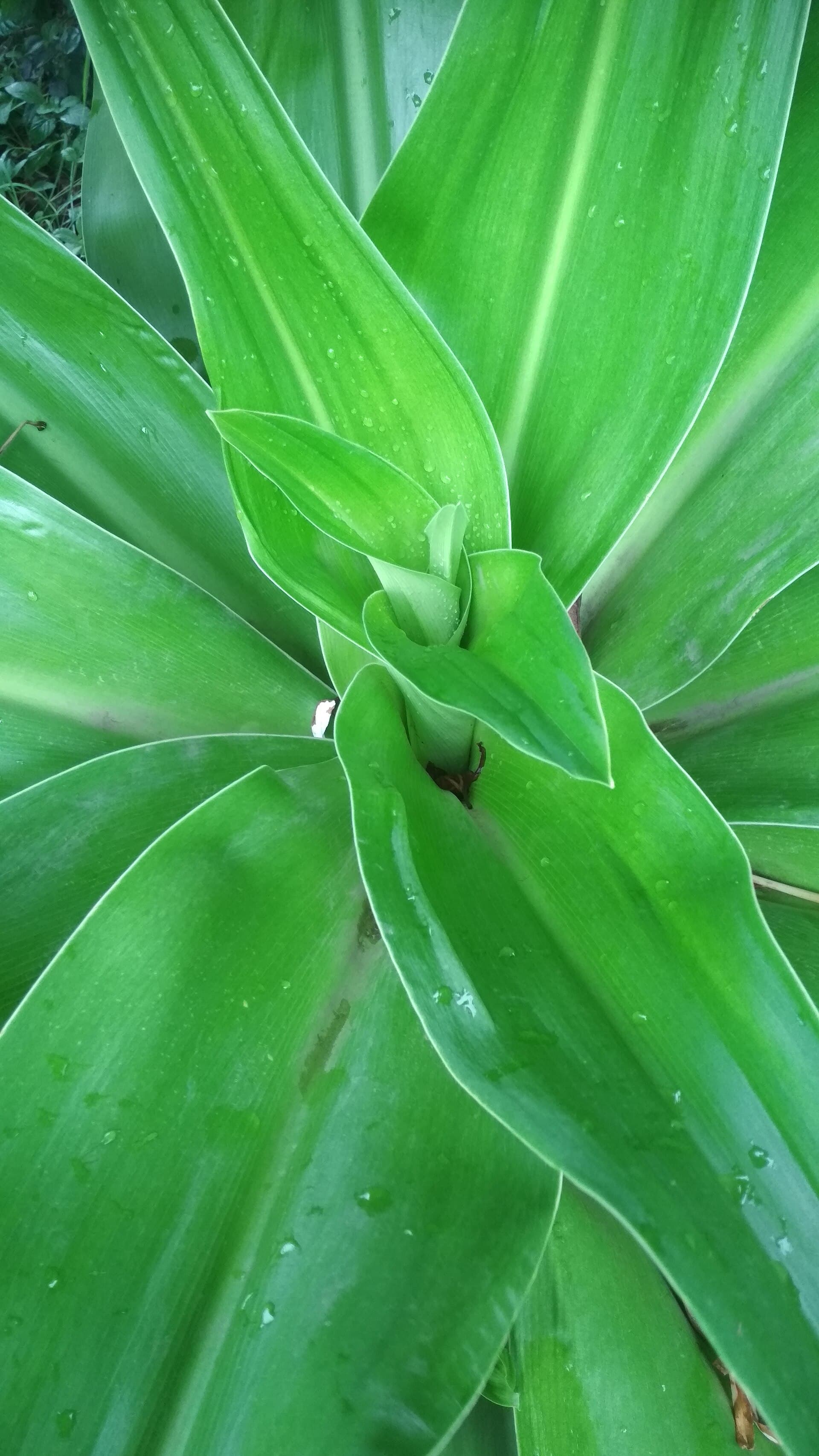 Basket Plant (Callisia fragrans) plant