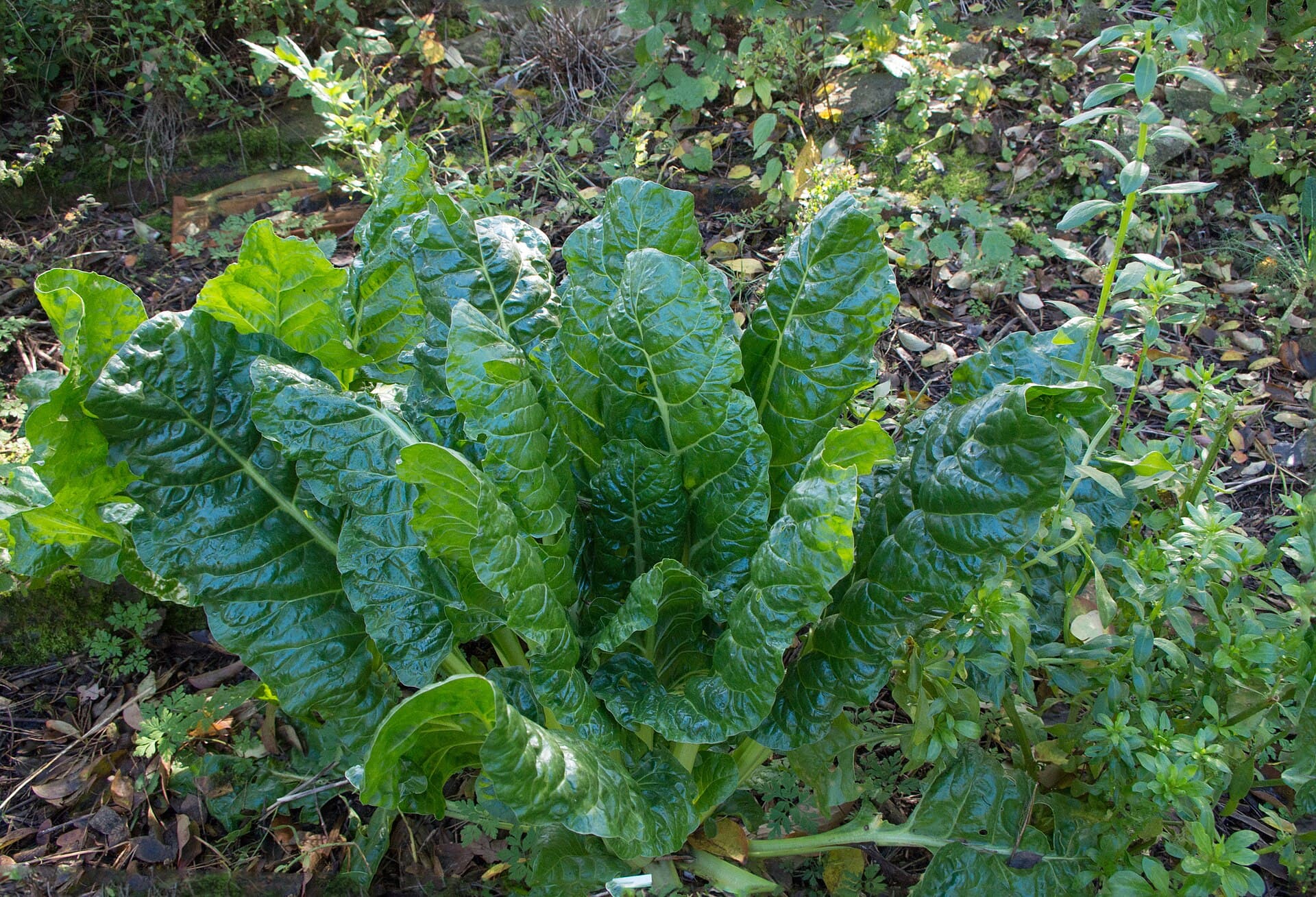 Beetroot Powder (Beta vulgaris) plant