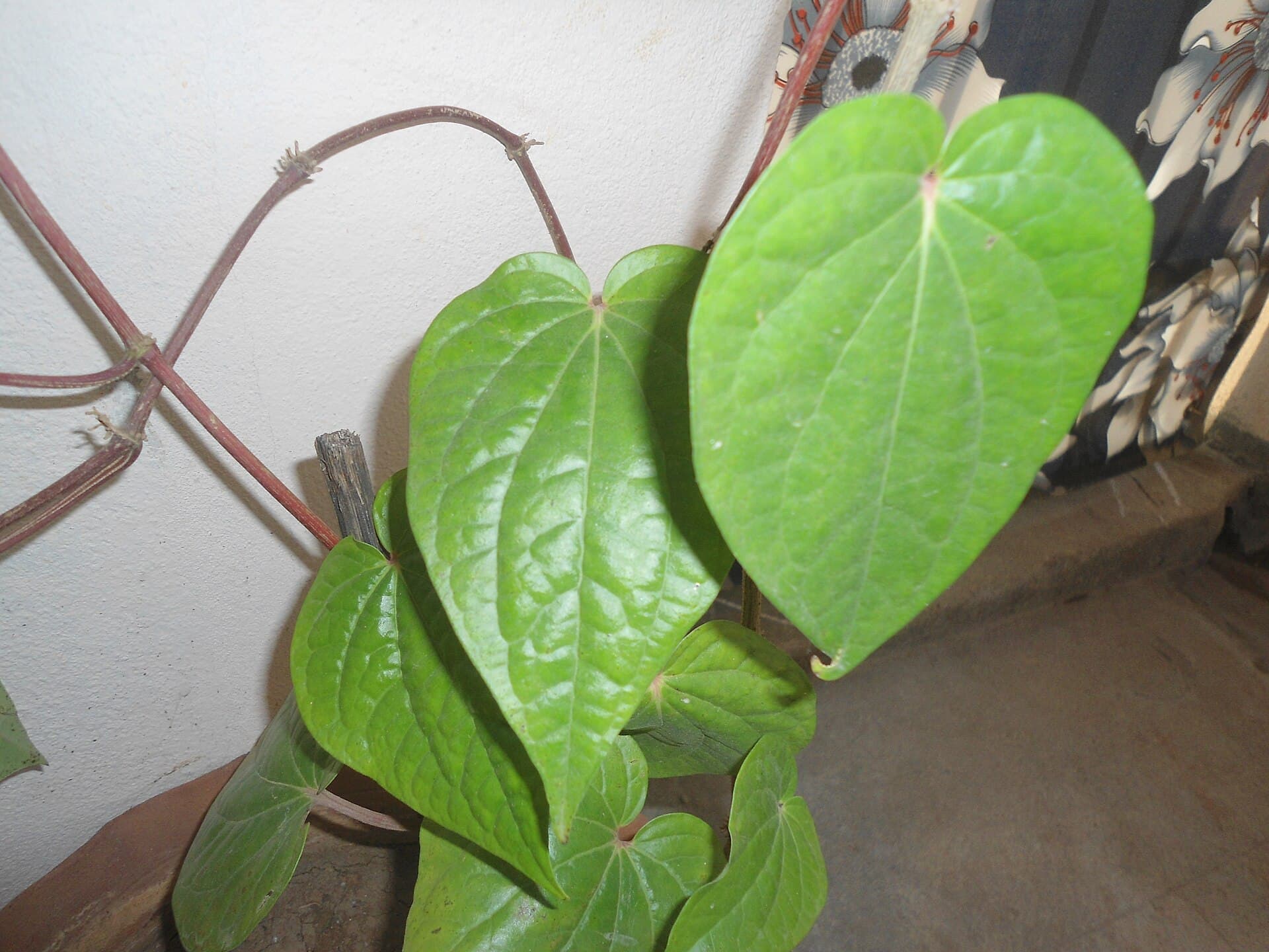 Betel Leaf (Piper betle) plant