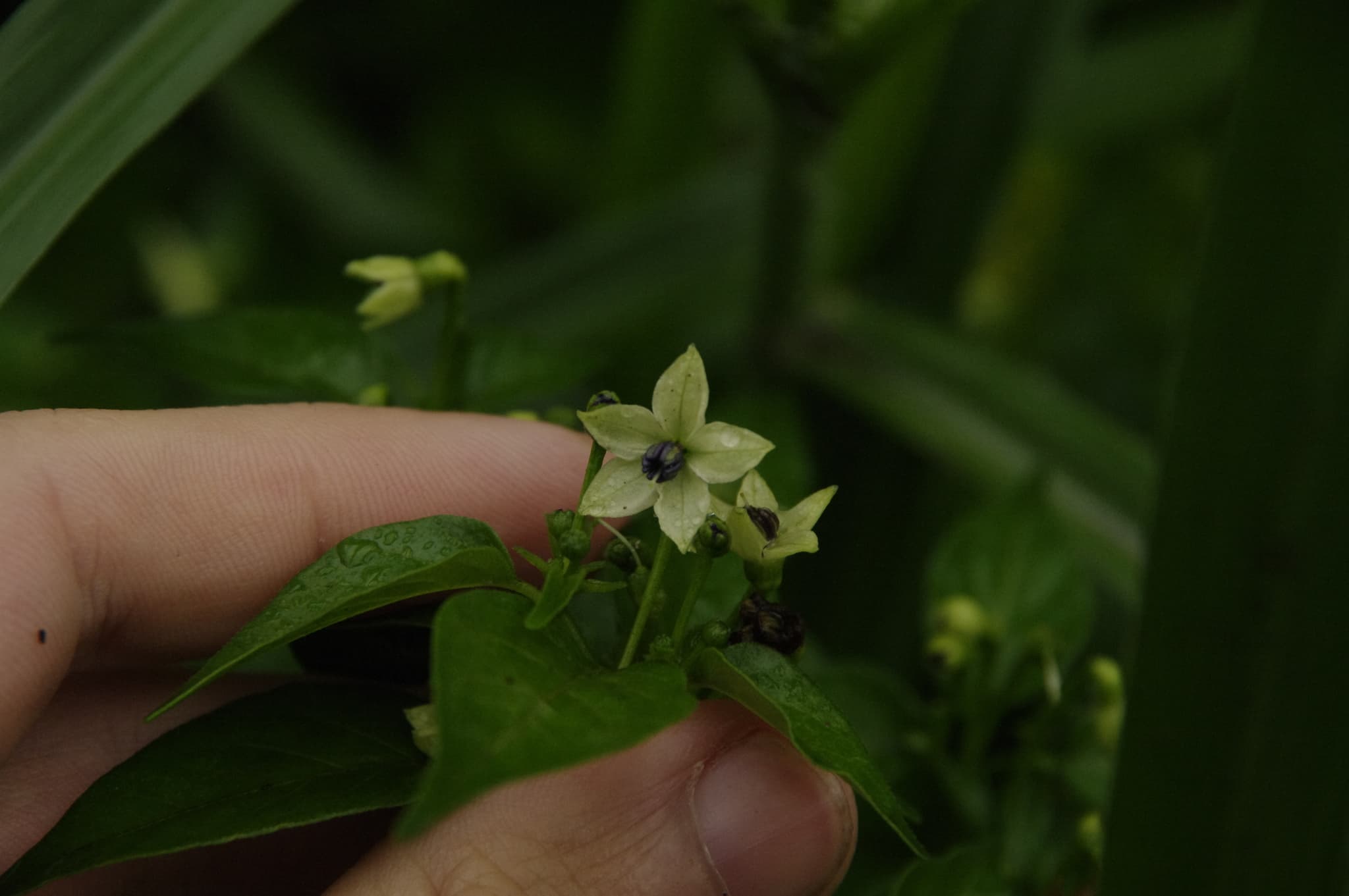 Bird's Eye Chili (Capsicum frutescens) plant