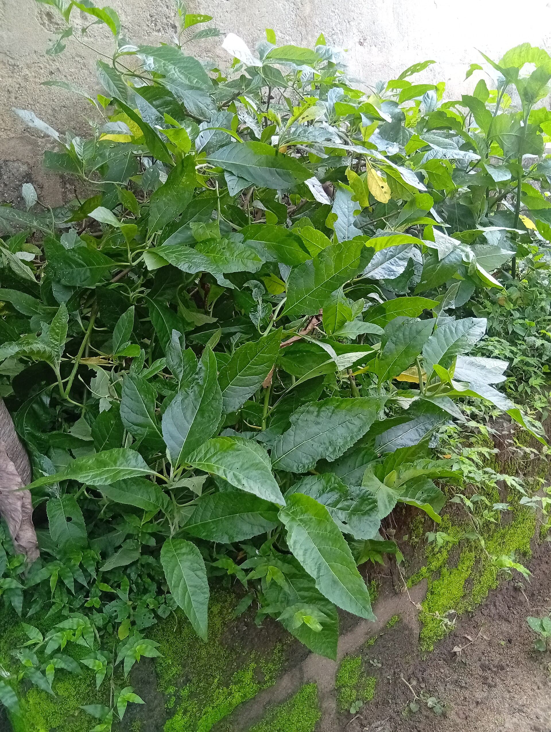 Bitter Leaf (Vernonia amygdalina) plant