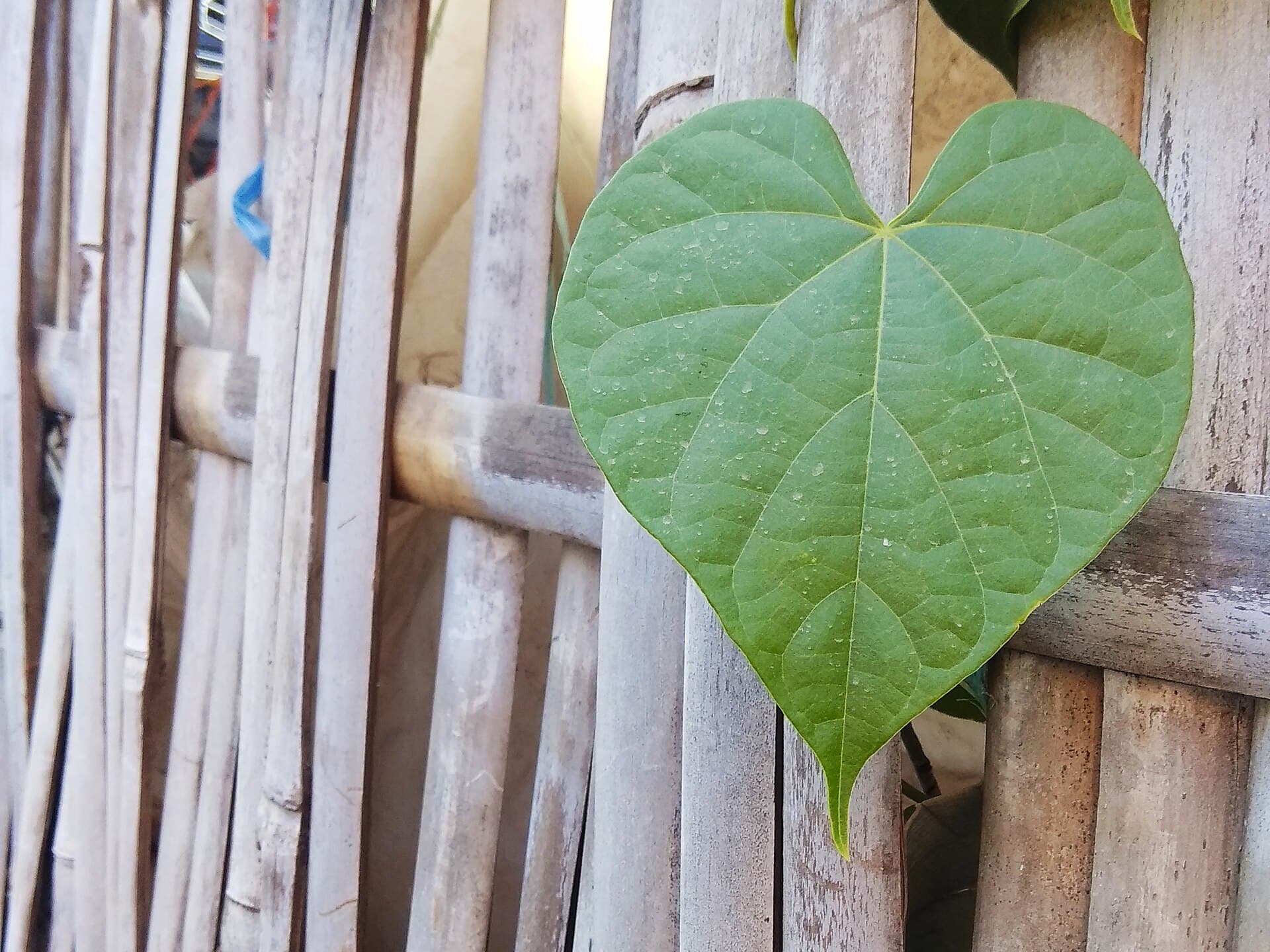 Bitter Vine (Tinospora crispa) plant
