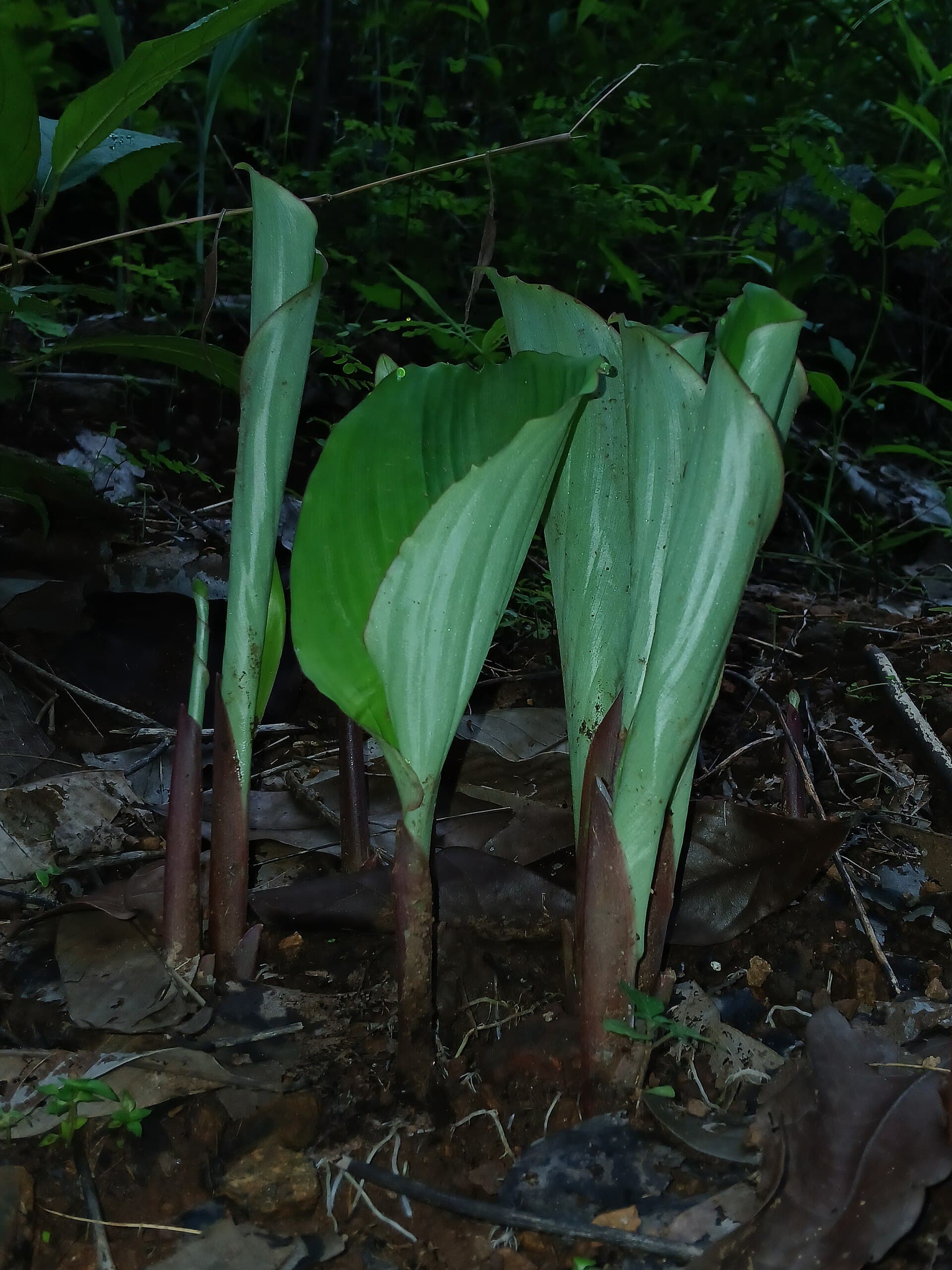 Black Ginger Powder (Kaempferia parviflora) plant