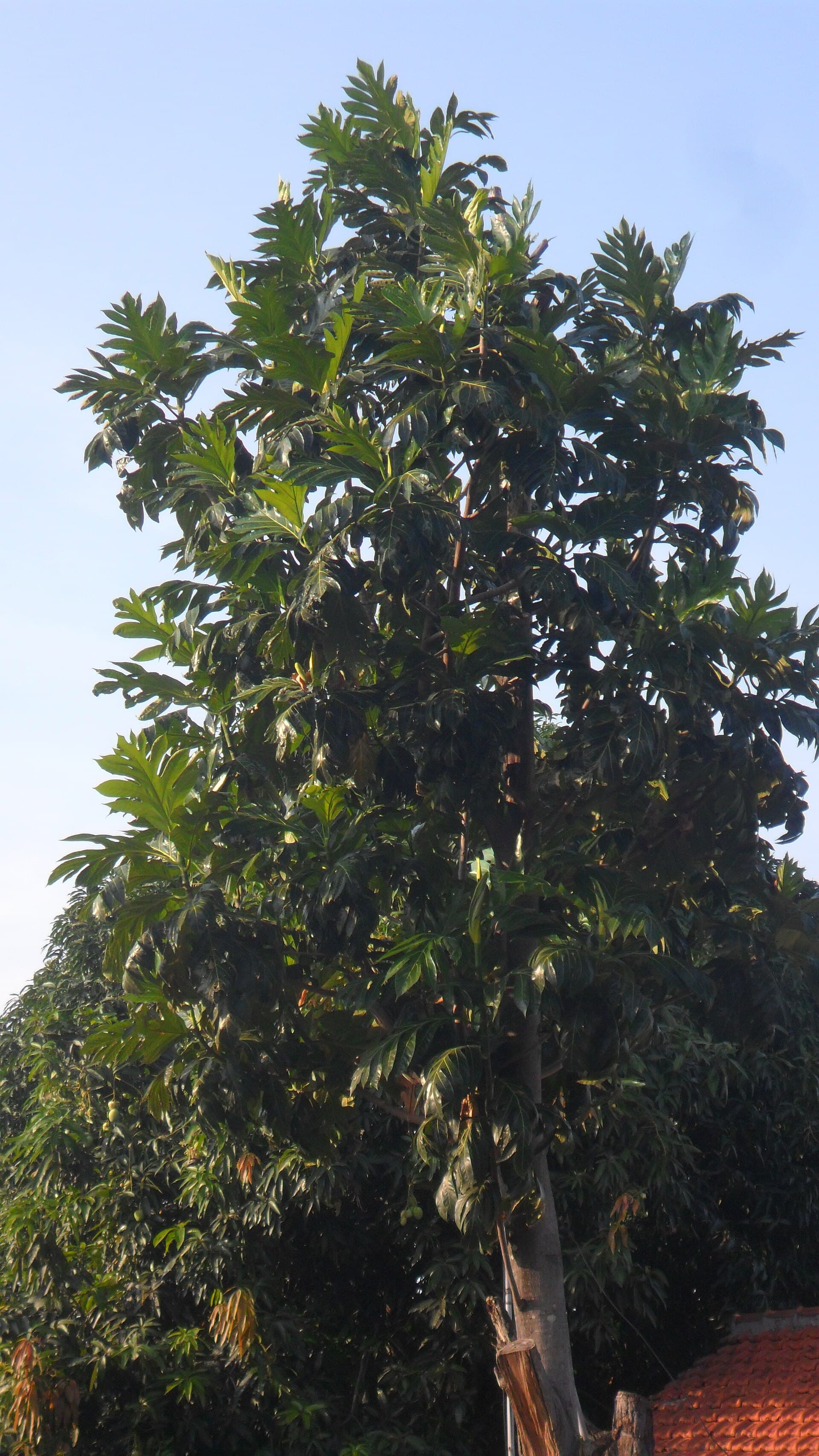 Breadfruit Leaf (Artocarpus altilis) plant